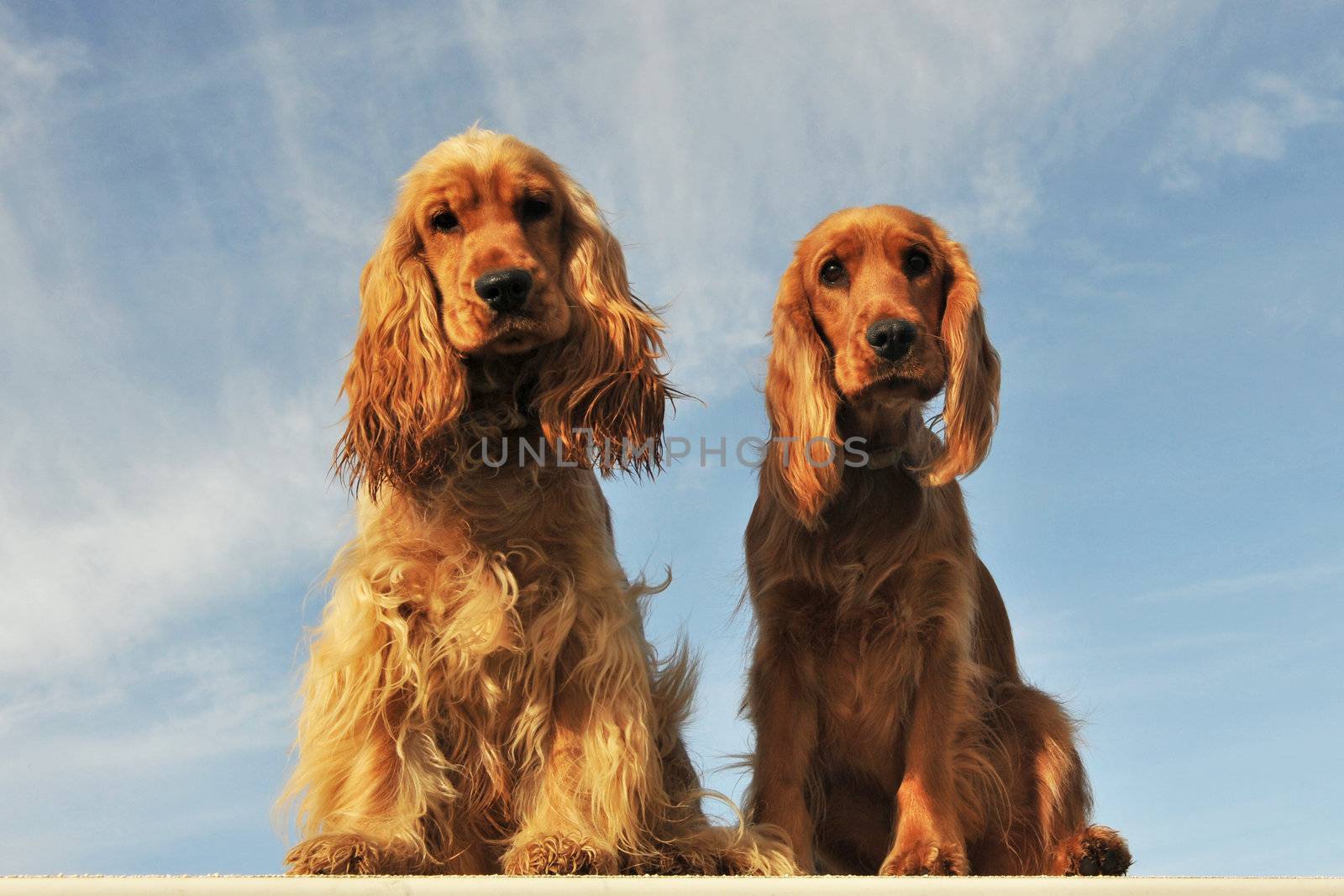 portrait of a couple of purebred english cocker on a blue sky