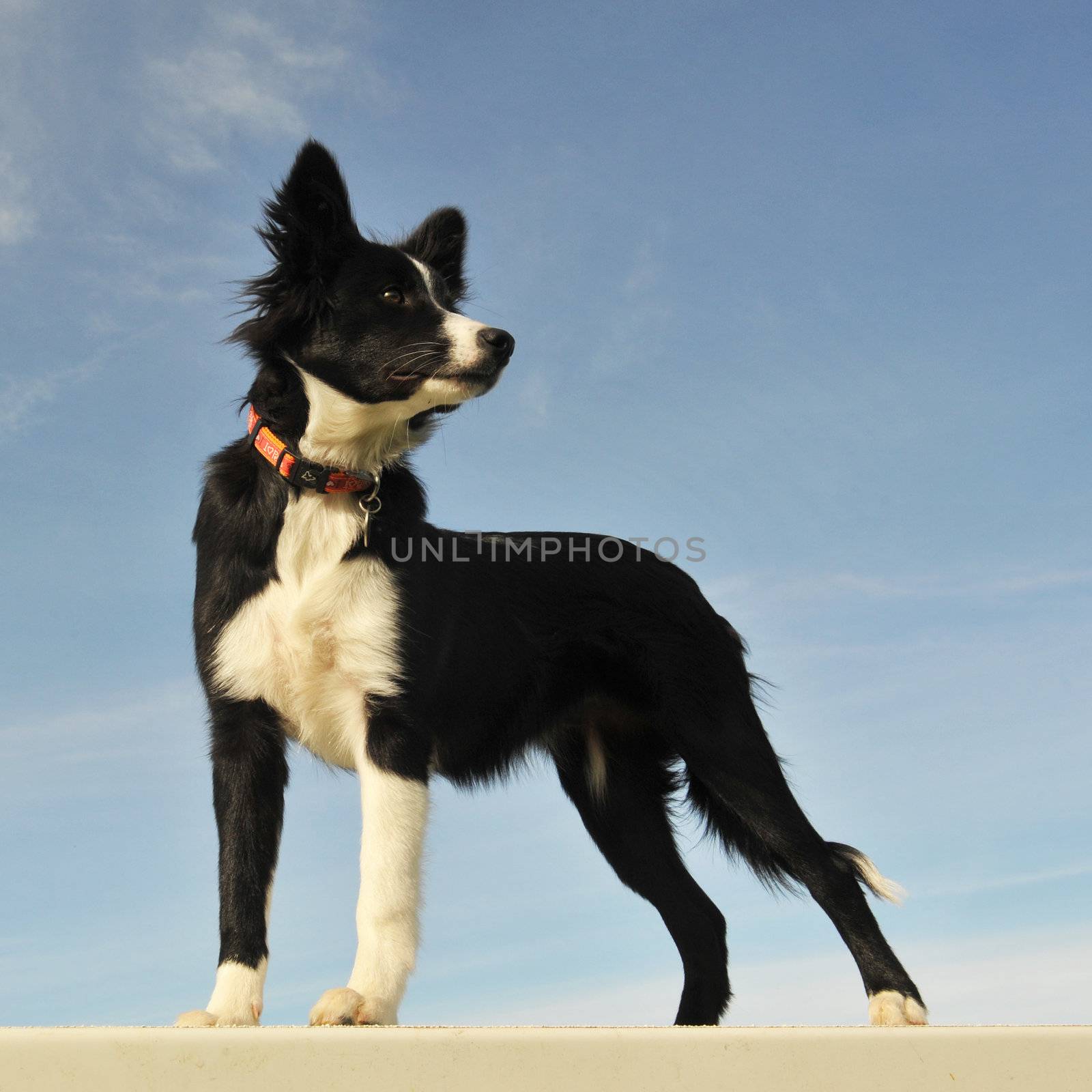 portrait of a purebred puppy border collie on a blue sky
