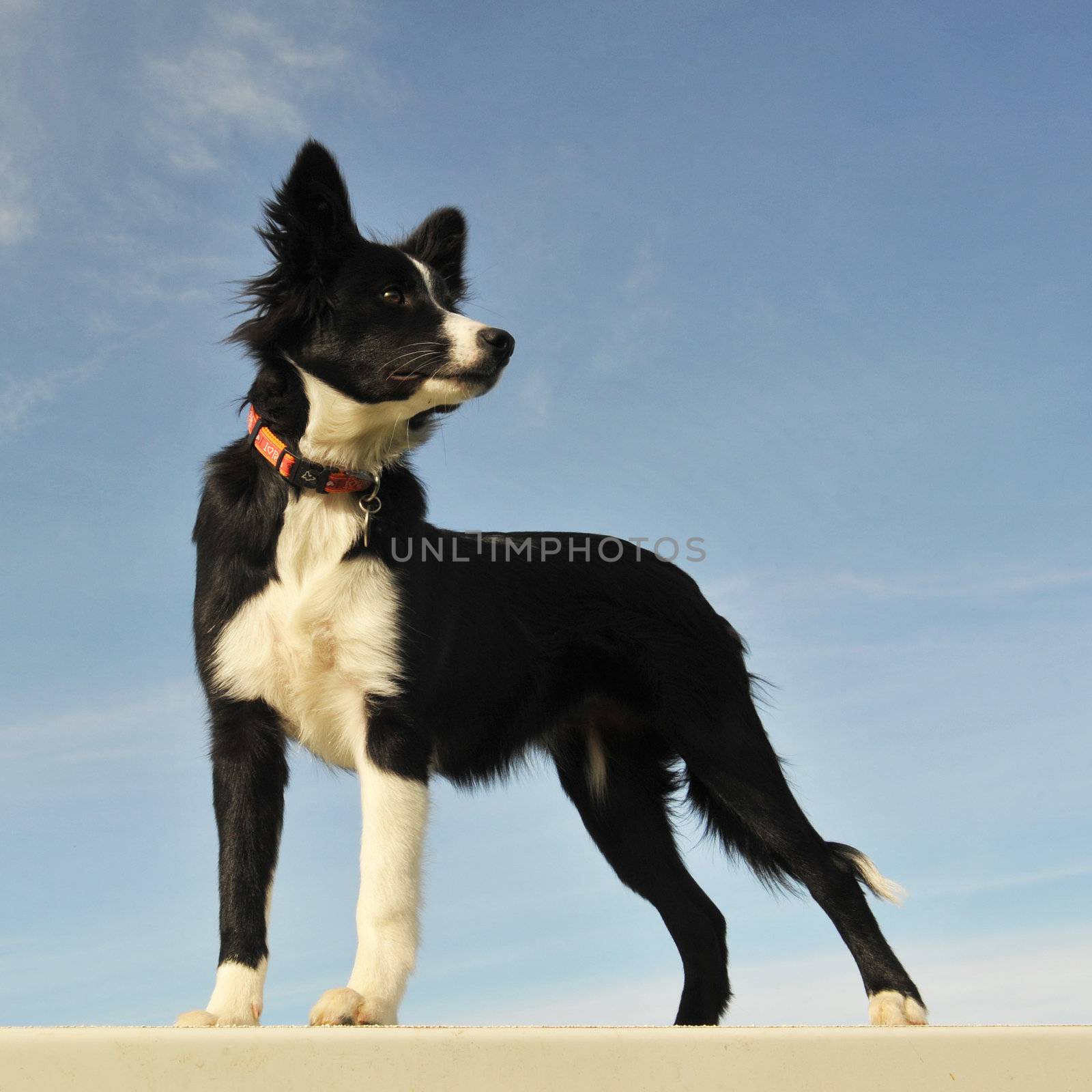 puppy border collie by cynoclub