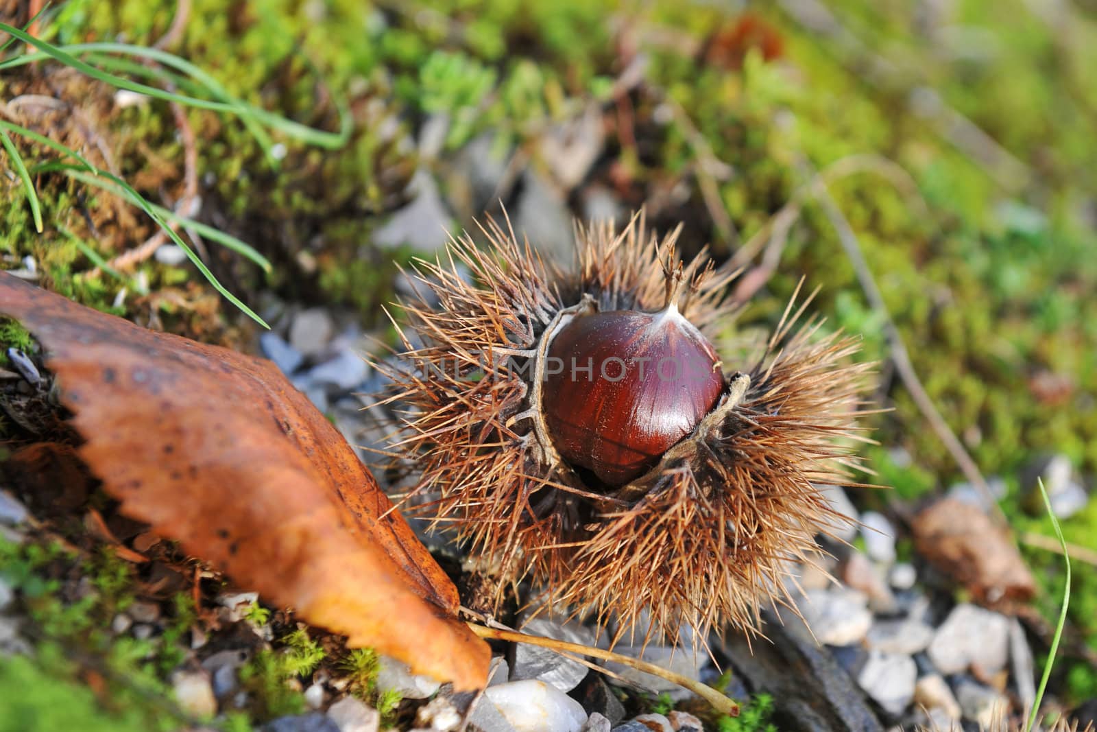 chestnuts falling in the forest in autumn