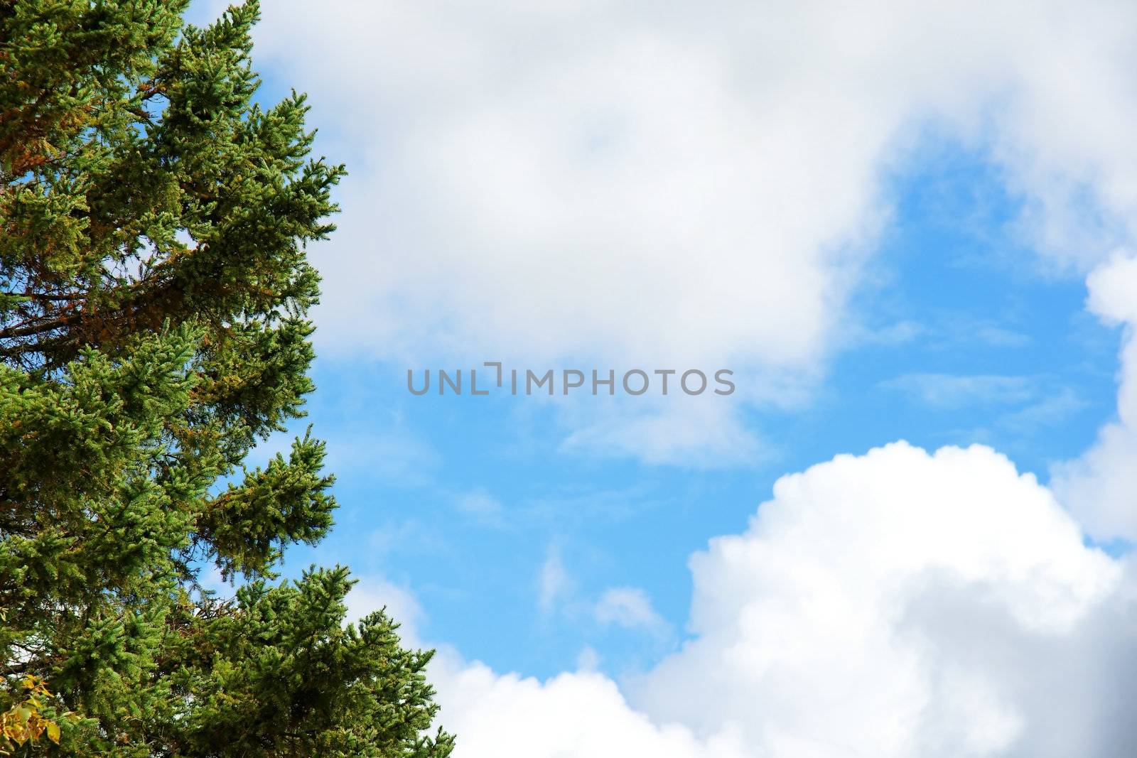 Beautiful sunny day with an evergreen tree contrasting the blue sky with white puffy clouds.