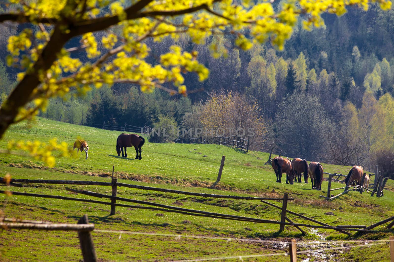 Beautiful spring landscape of green hills and horses

