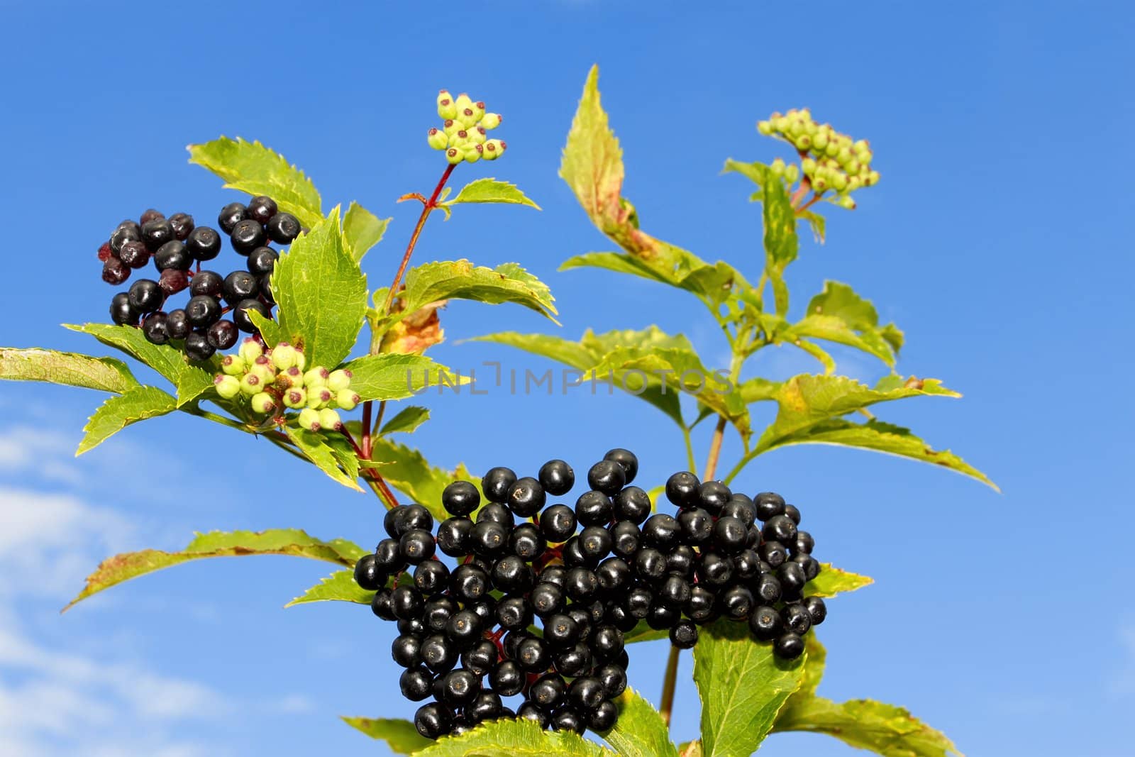 Elder branch with ripe and immature berries against blue sky