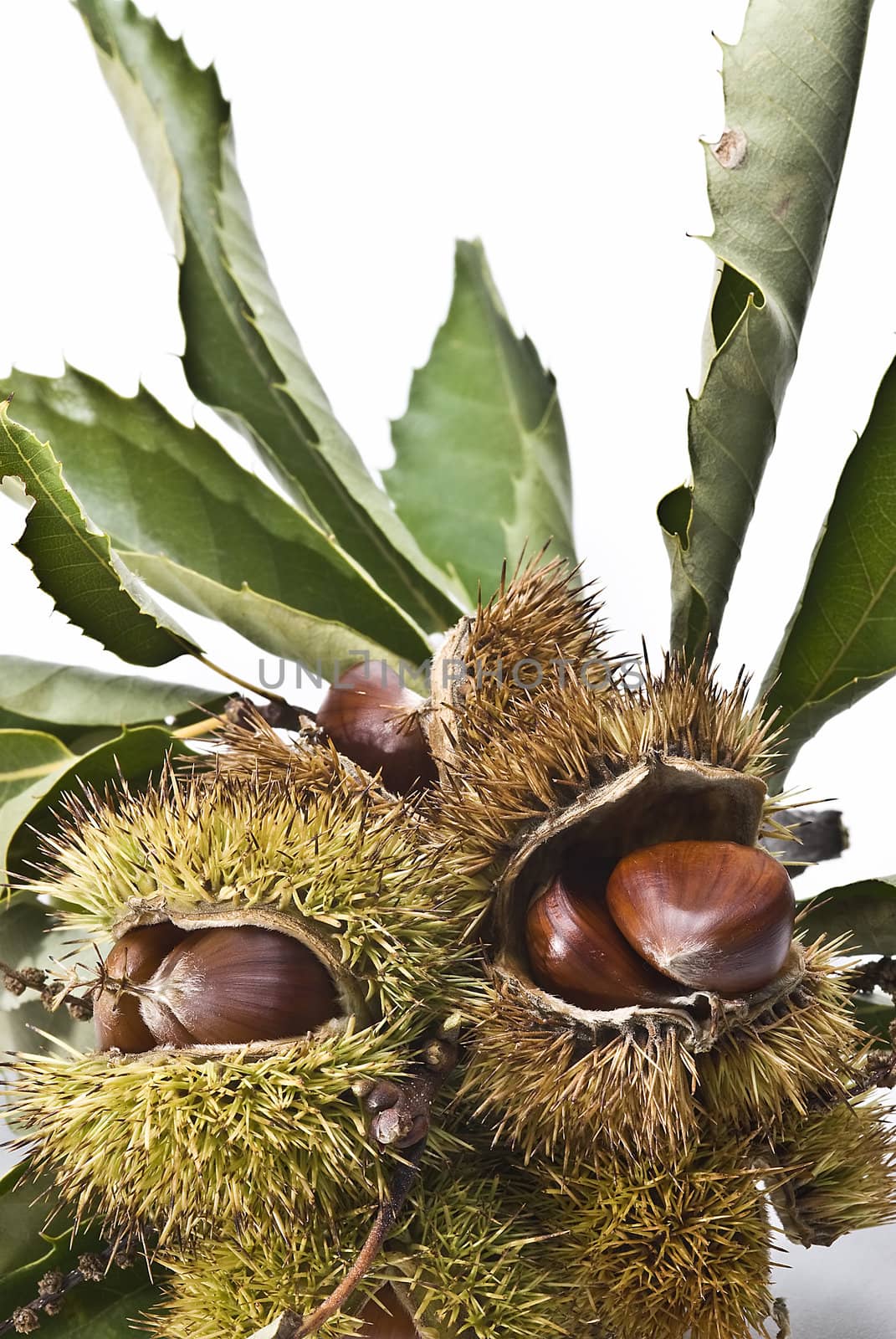 Chestnuts isolated on a white background.