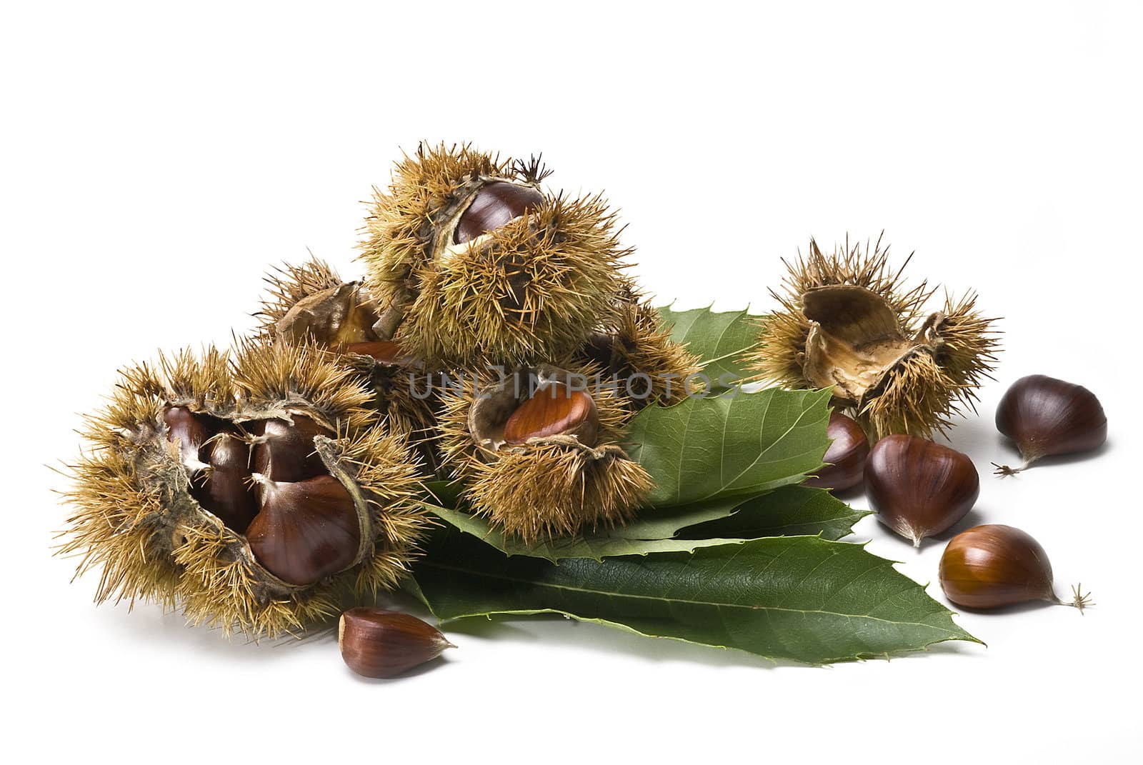 Chestnuts isolated on a white background.