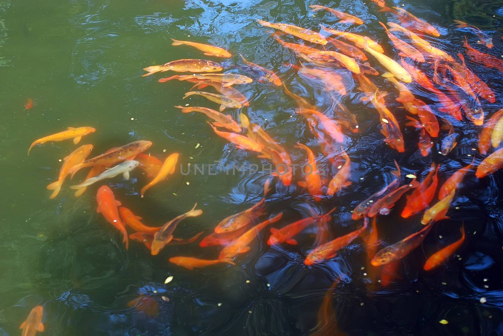 Goldfish group  Taken in Wenzhou City, China; November 2010 shooting
