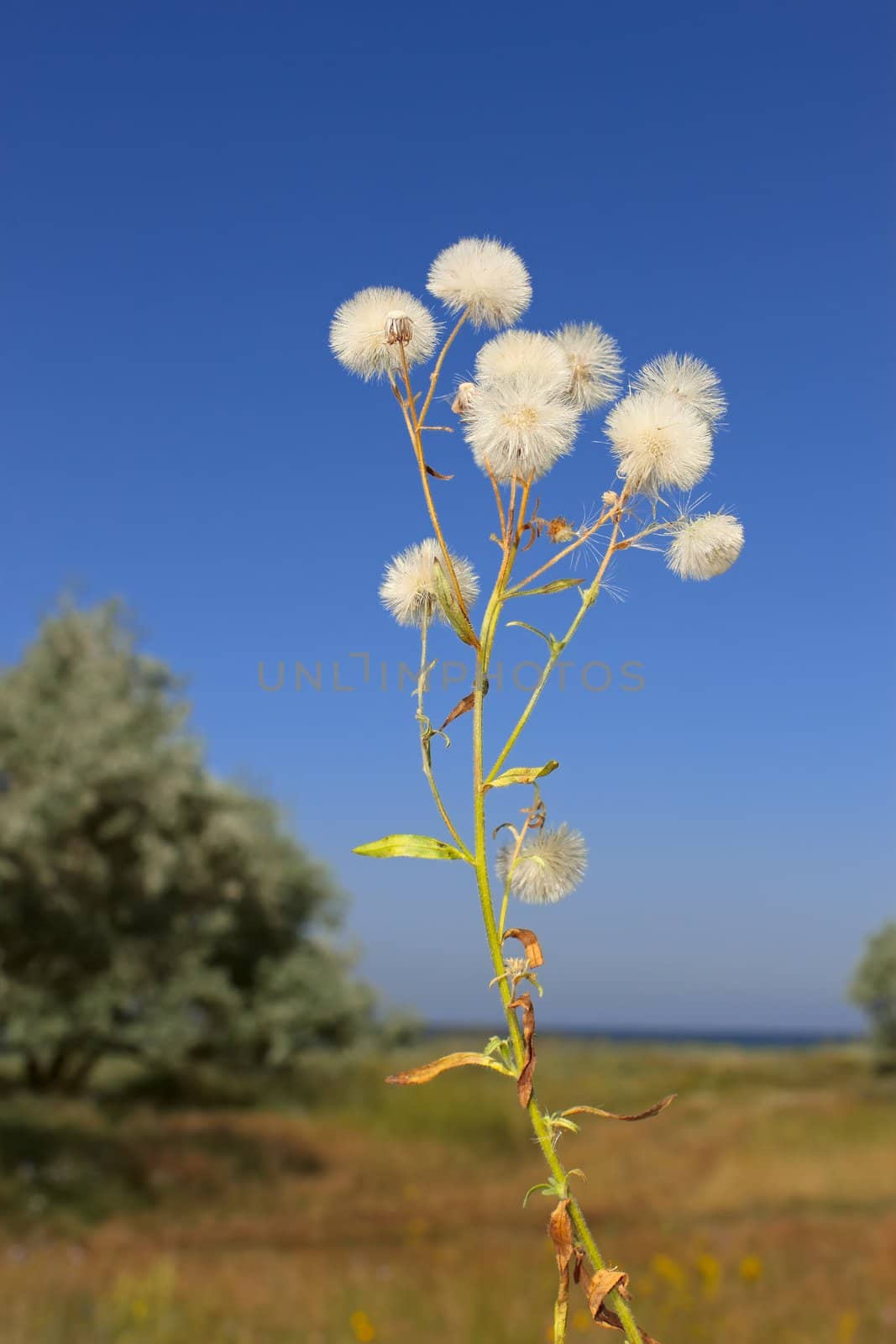 Plant with similar to ripe dandelion florets on a background of wild olive trees. Reserve on Kinburn Spit near Ochakiv, Ukraine