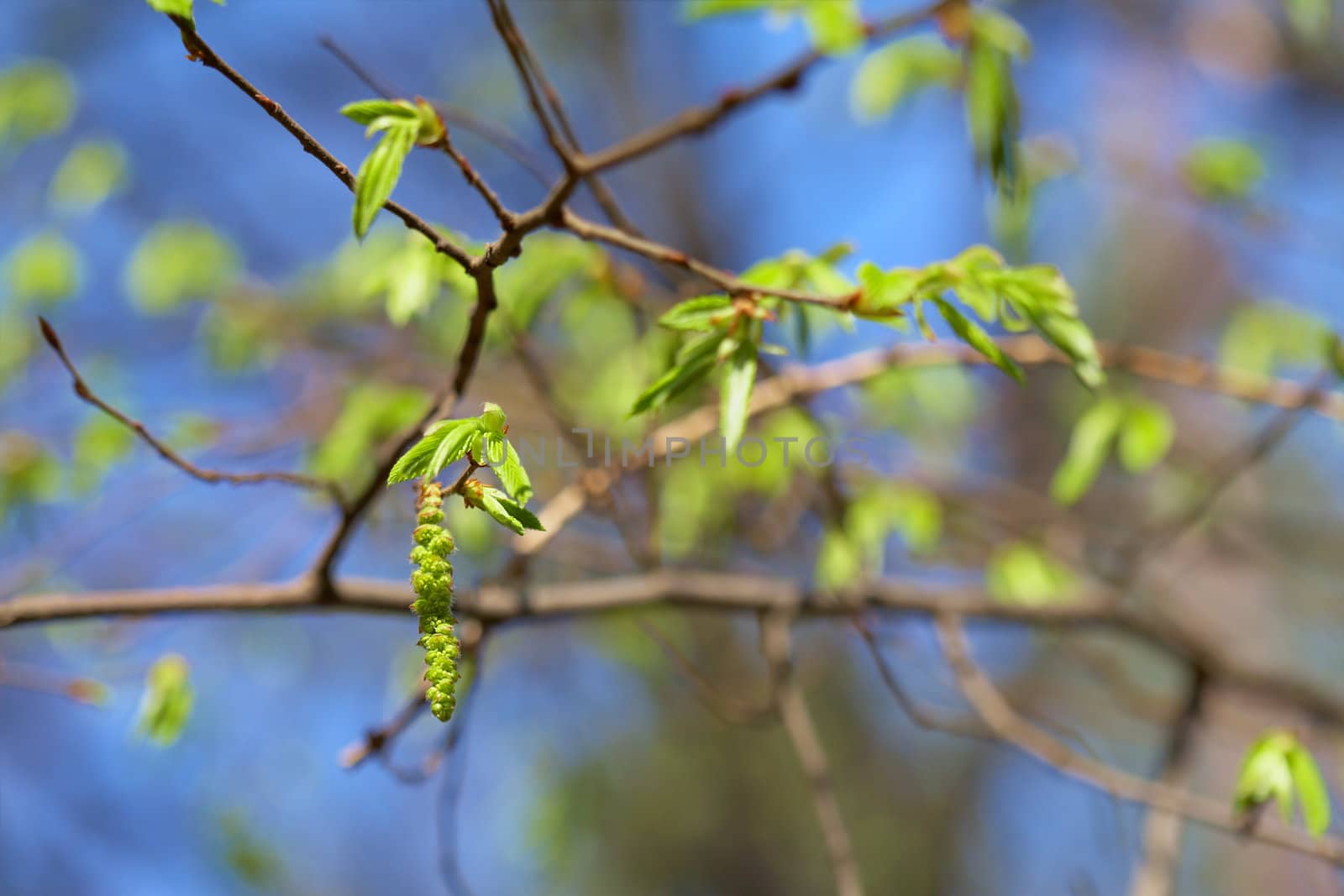 leaf bud of the birch on blue sky background, focus on the bud