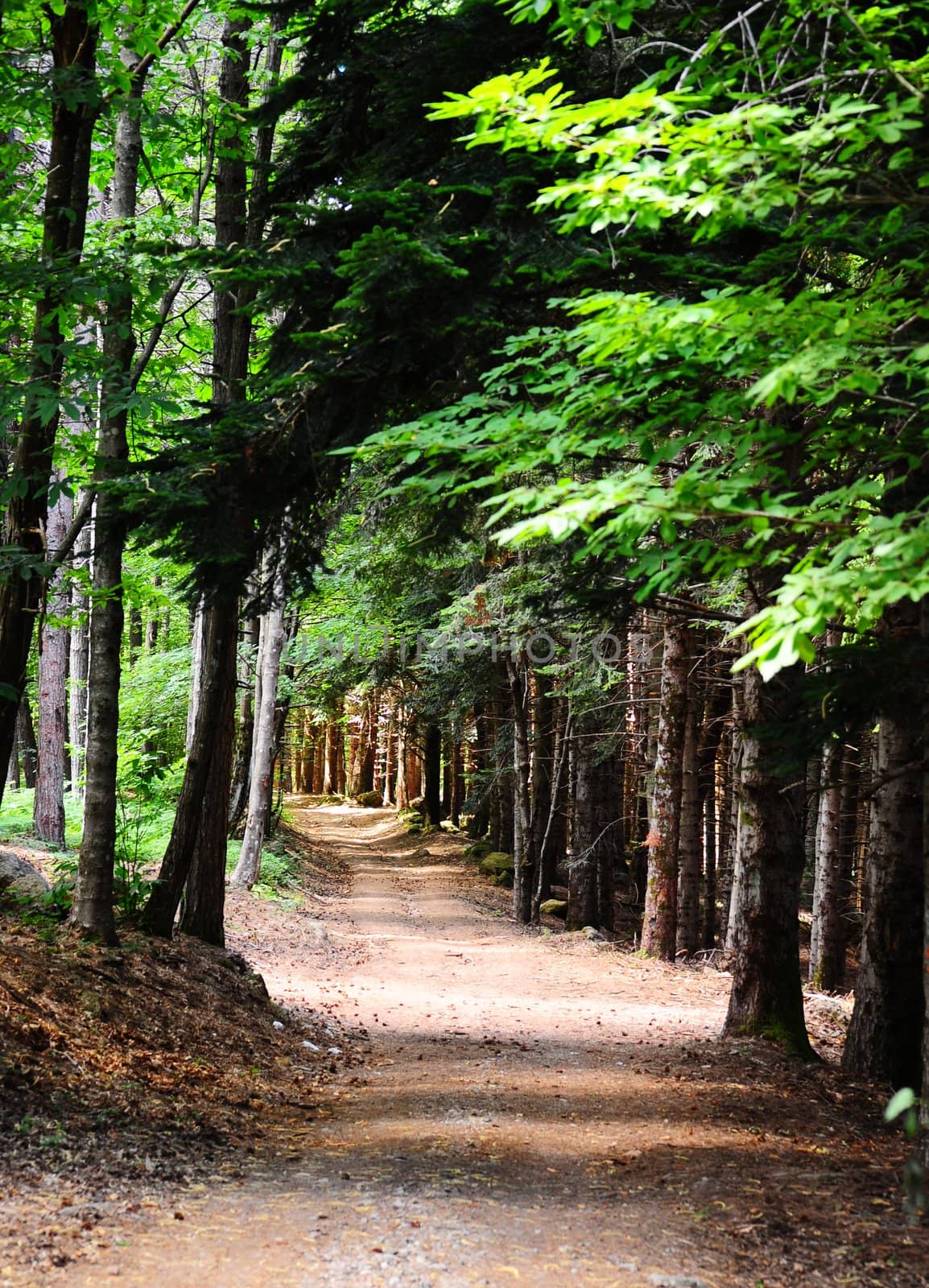 Abandoned Dirt Forest Road In a Hilly Tuscany