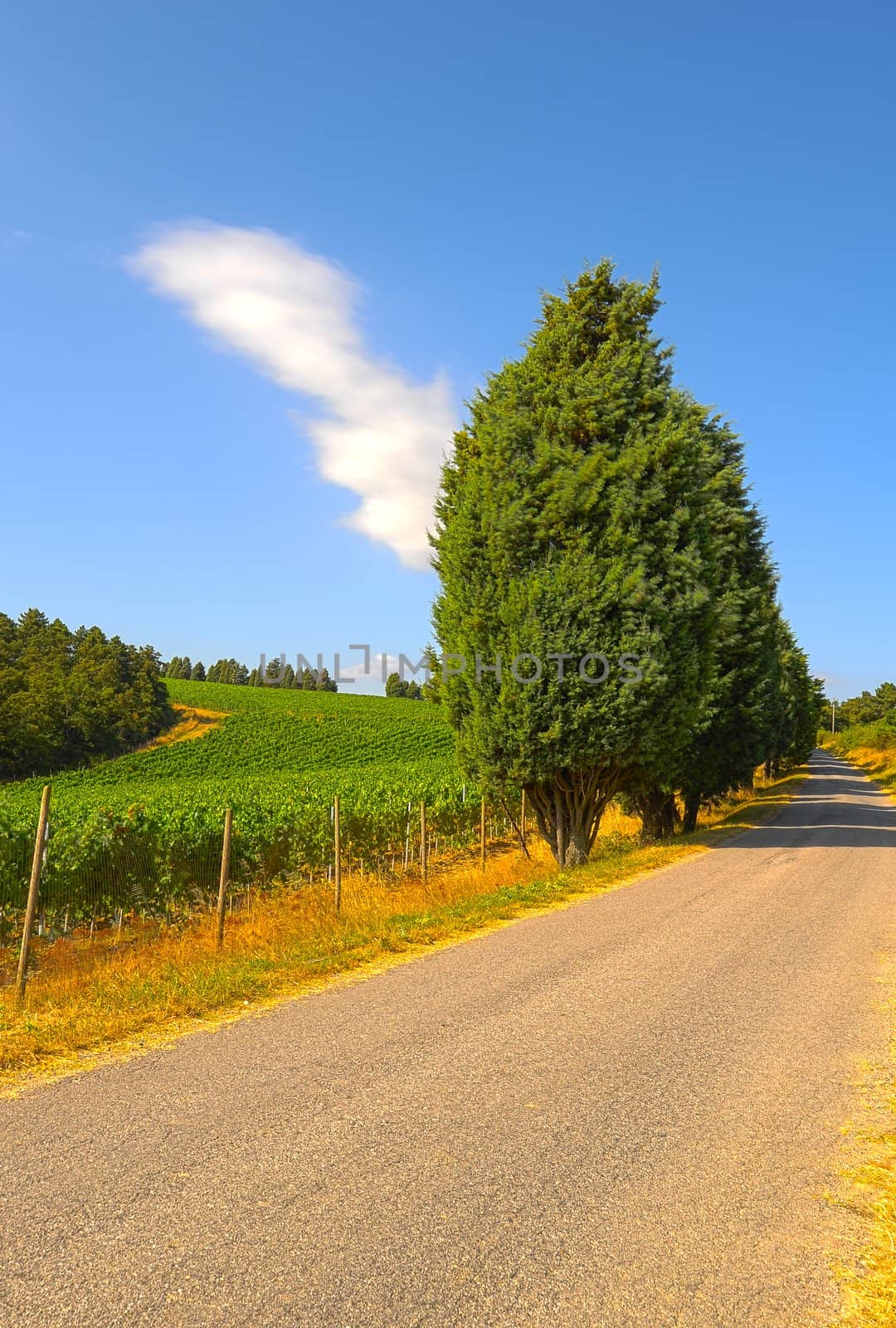 The Asphalt Road Between The Fields Of Tuscany