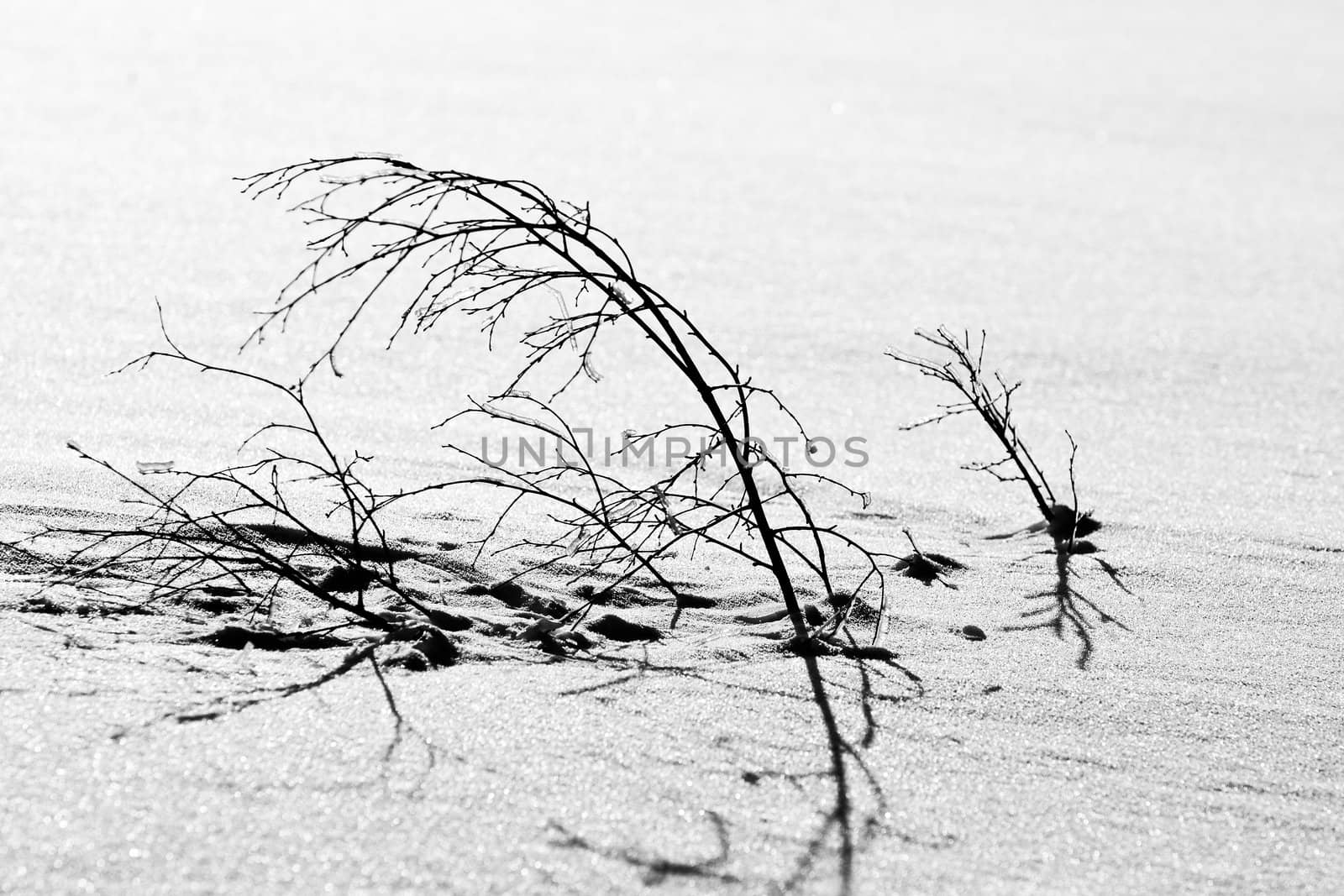 Twig on the snow