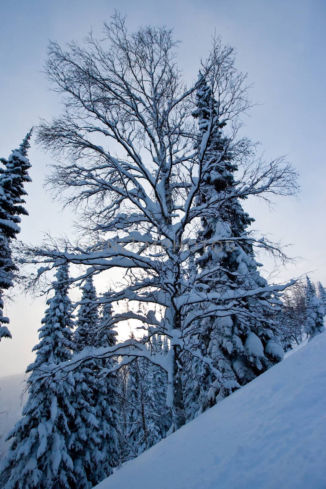 Trees in snow by Chudakov