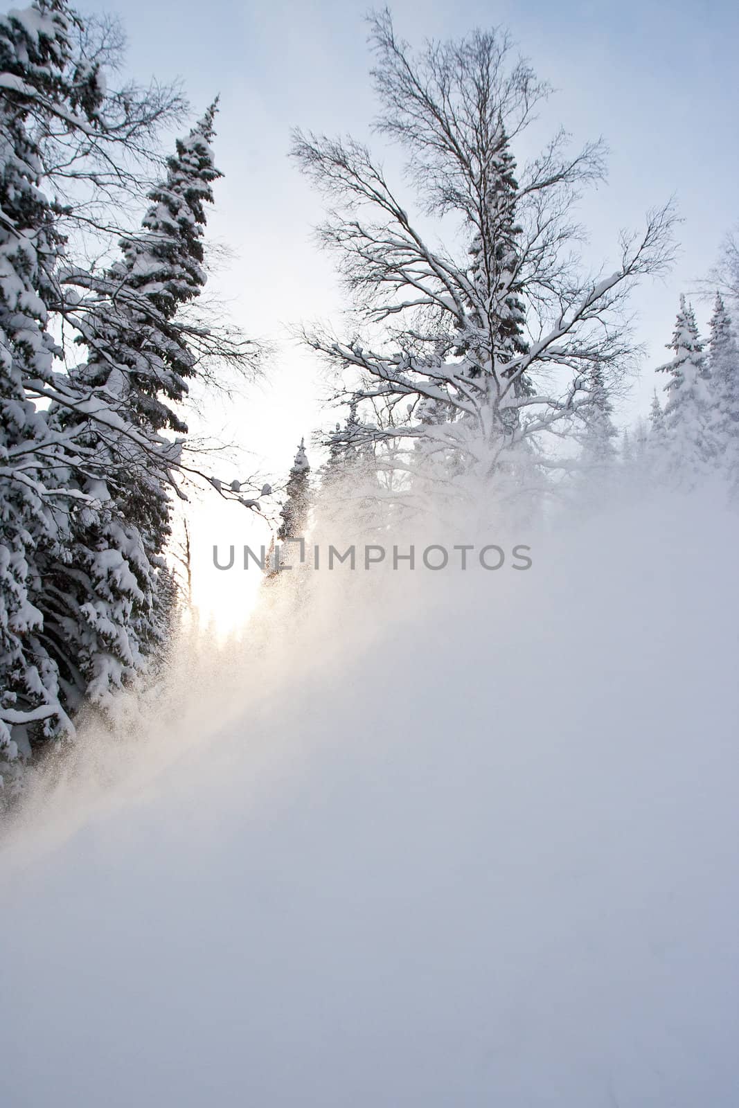 Trees in snow by Chudakov