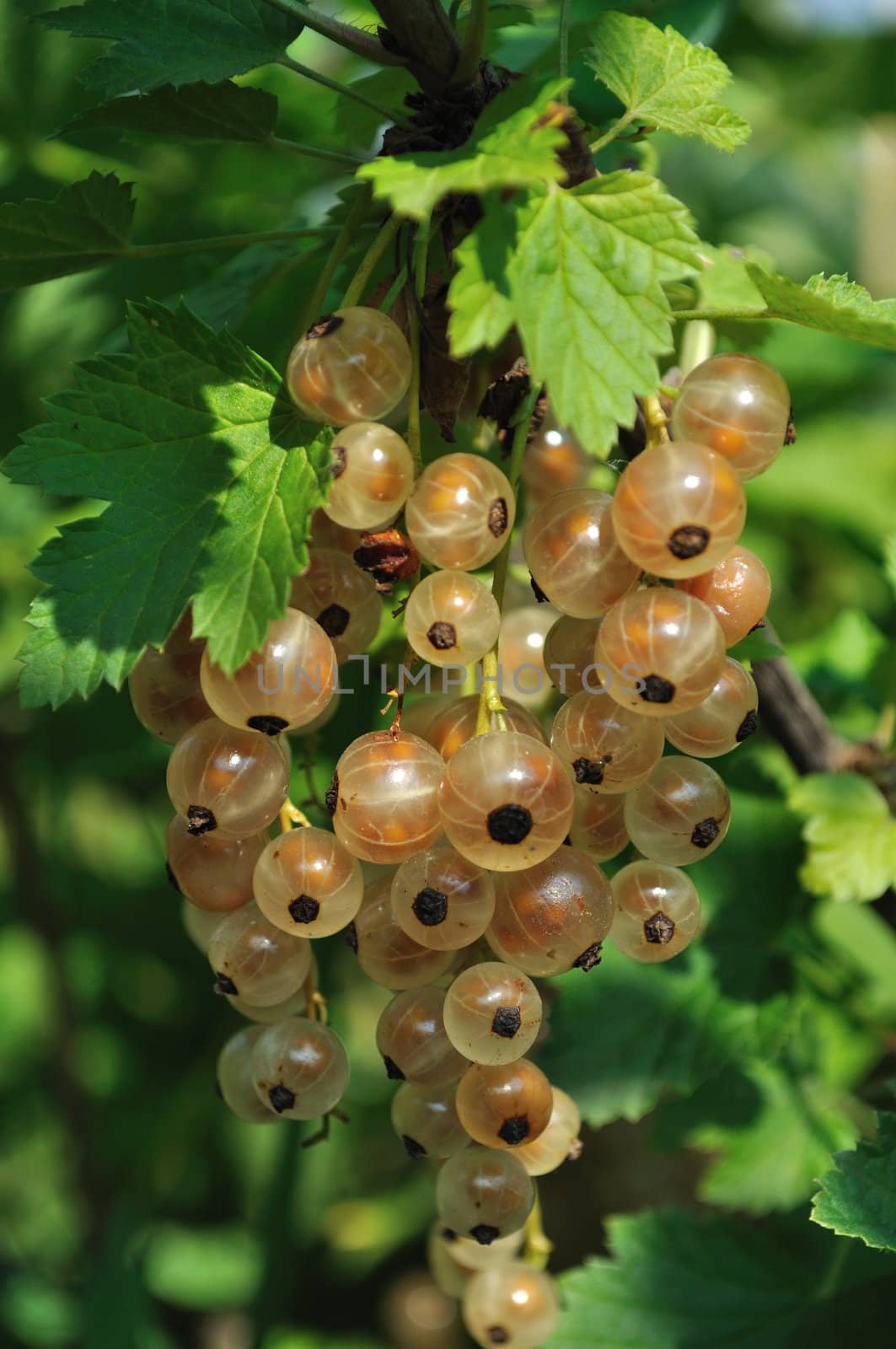 Bunch of white currant in garden by wander