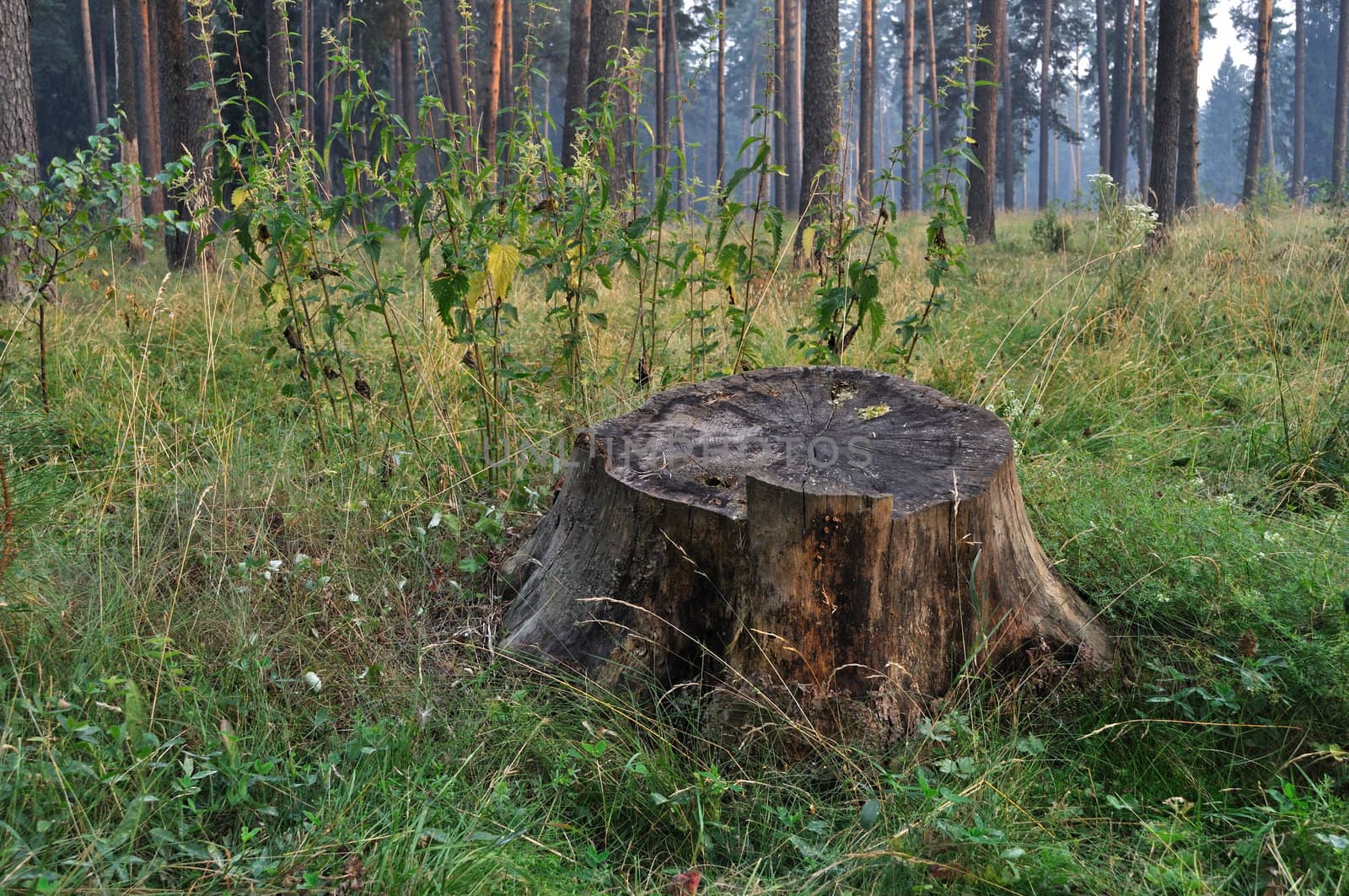 View of smoky forest with old stump on foreground