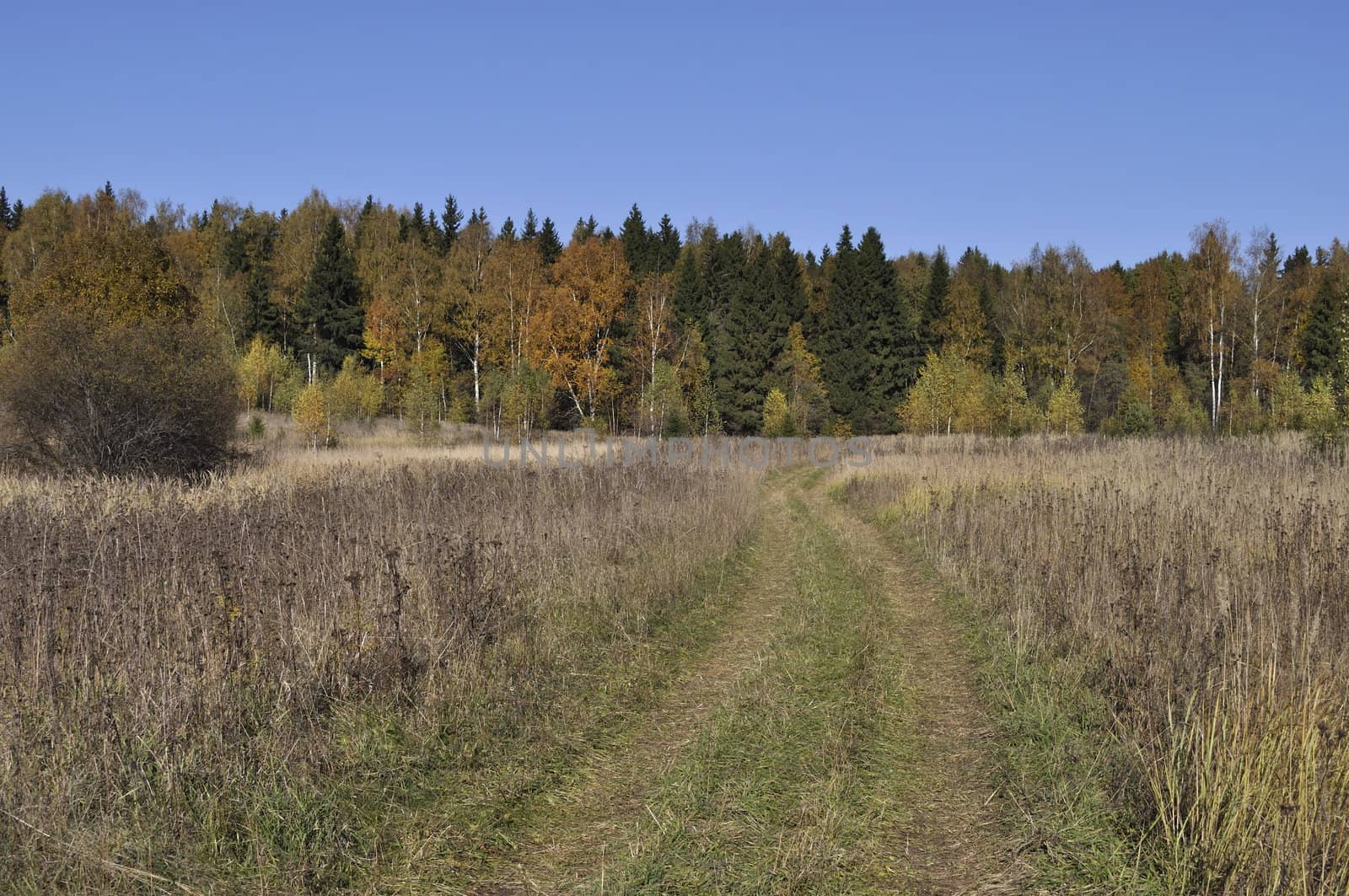 Country road along the meadow on forest background, autumn