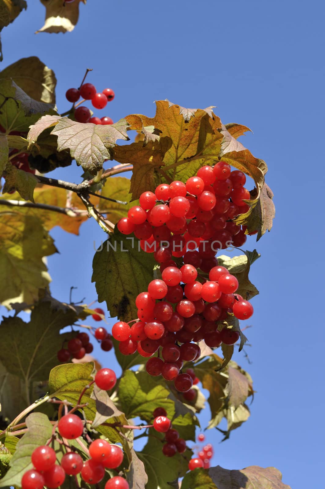 Branch of ripe red viburnum berries in autumn