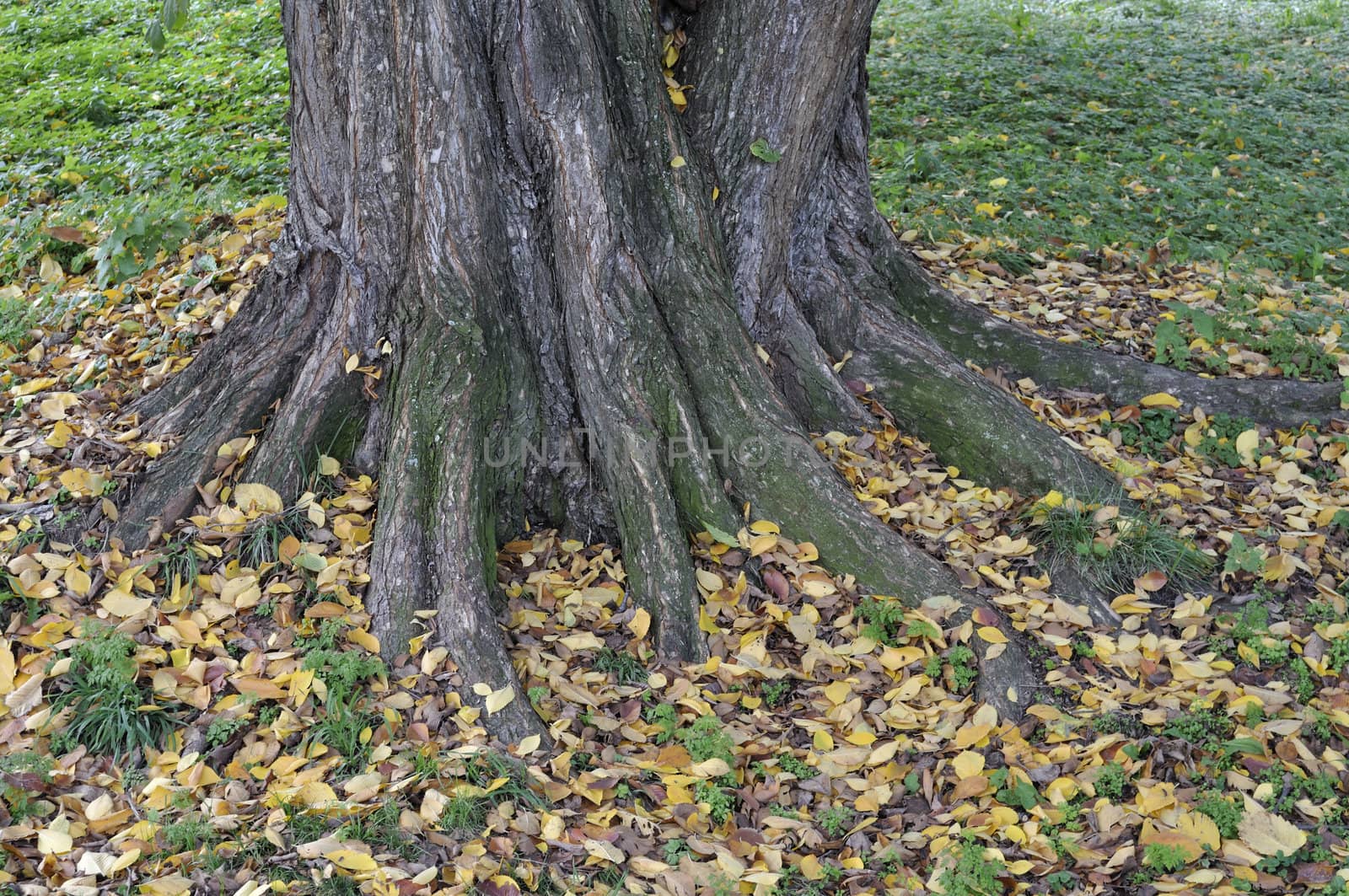 Thick tree trunk with dry leaves on the ground in autumn park