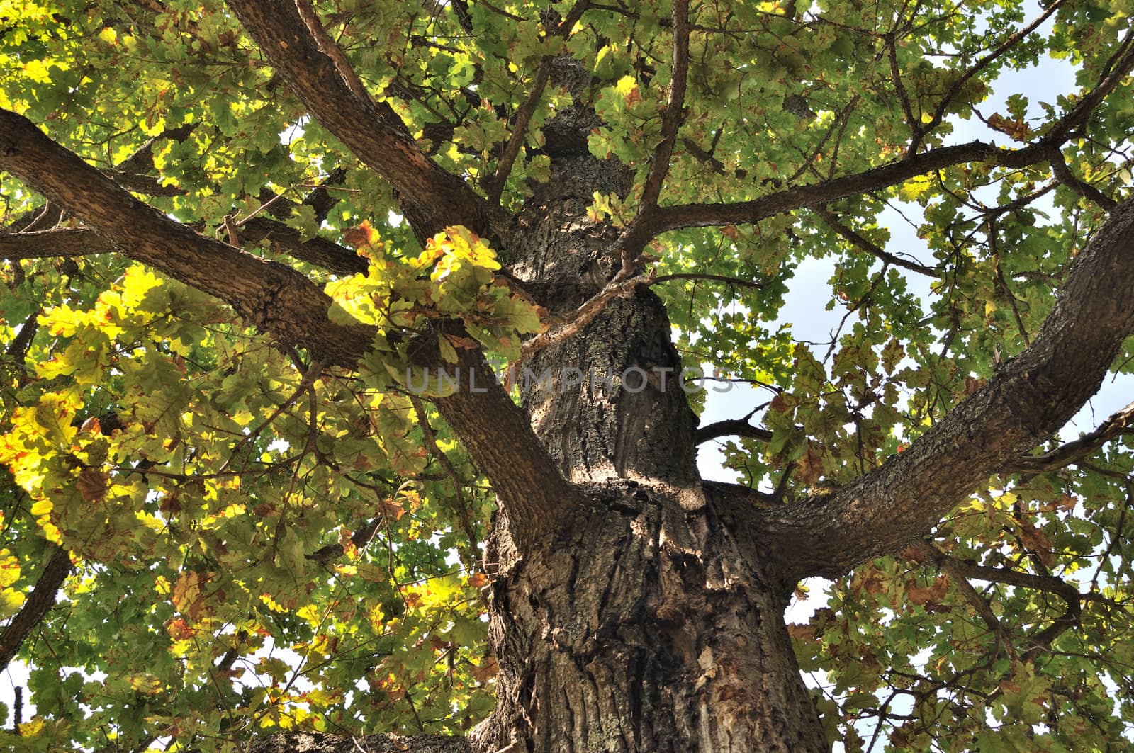 Close up of old knotty oak trunk in summer forest