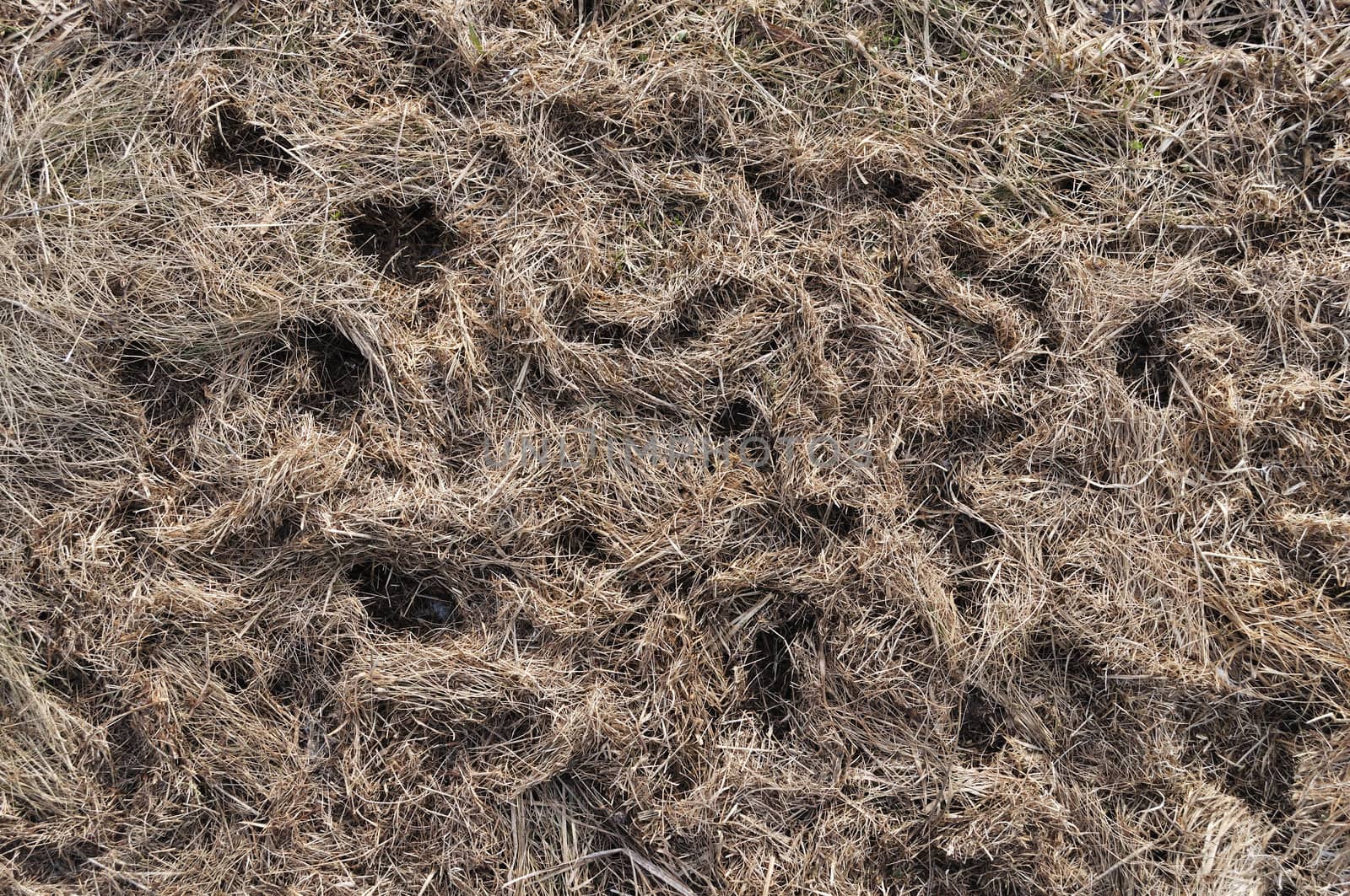 Close up of last year's dry grass background with mouse's burrows