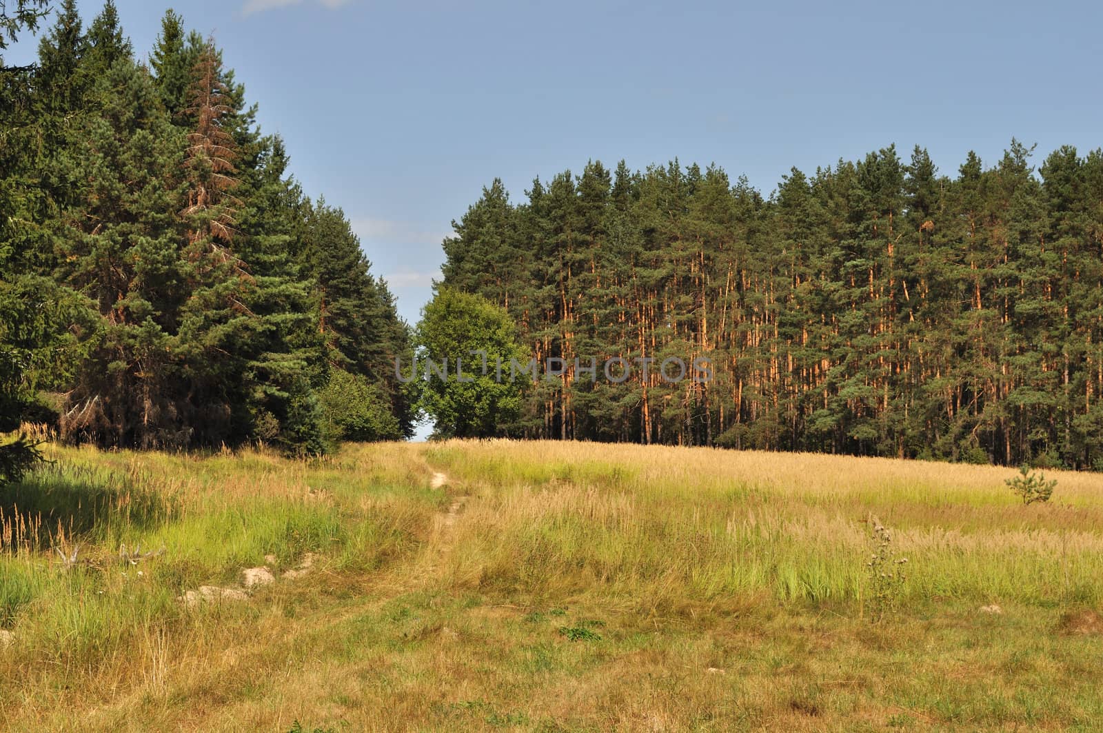 Foot path in coniferous forest