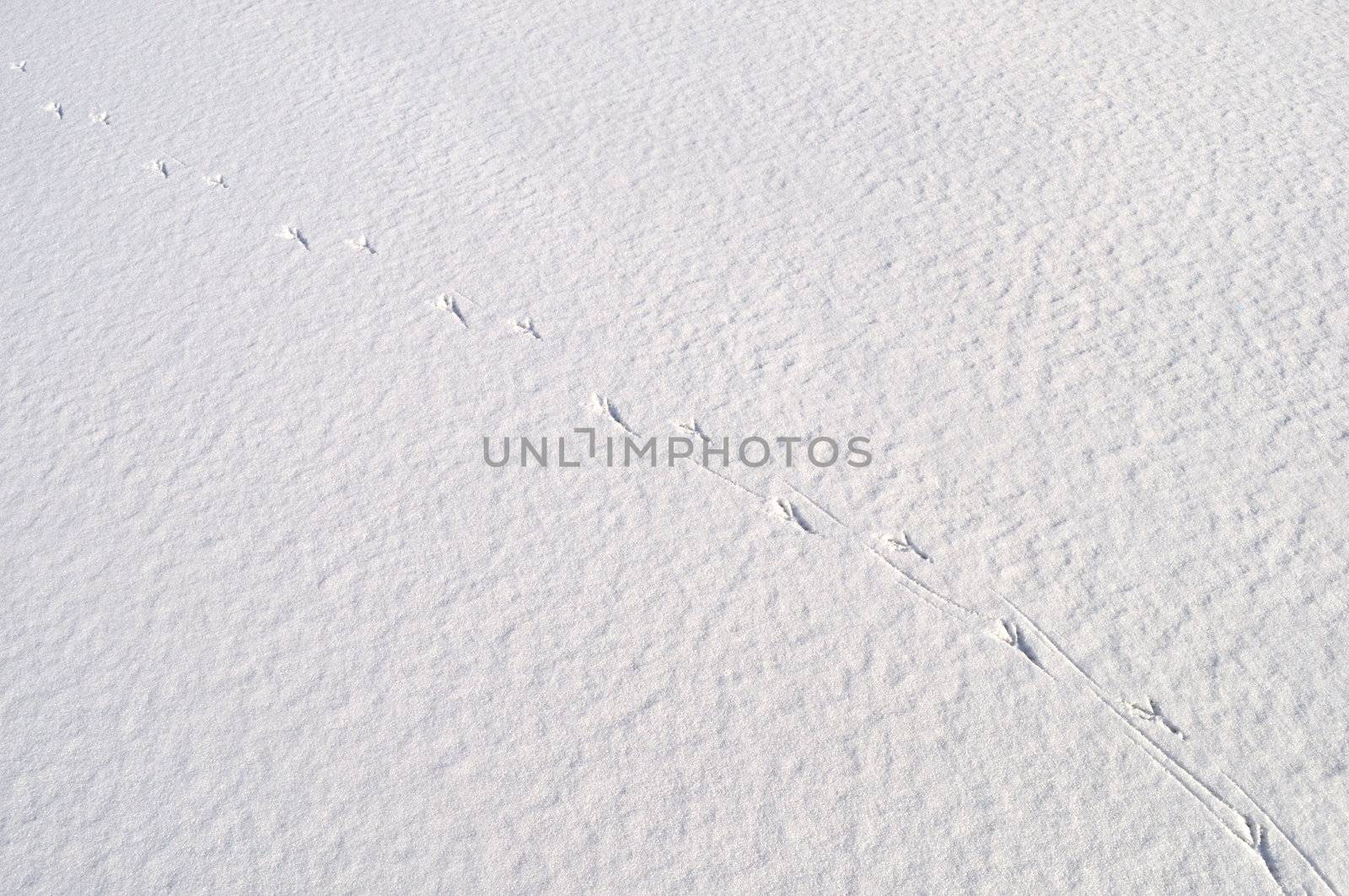Close up of snow surface background with bird's footprints