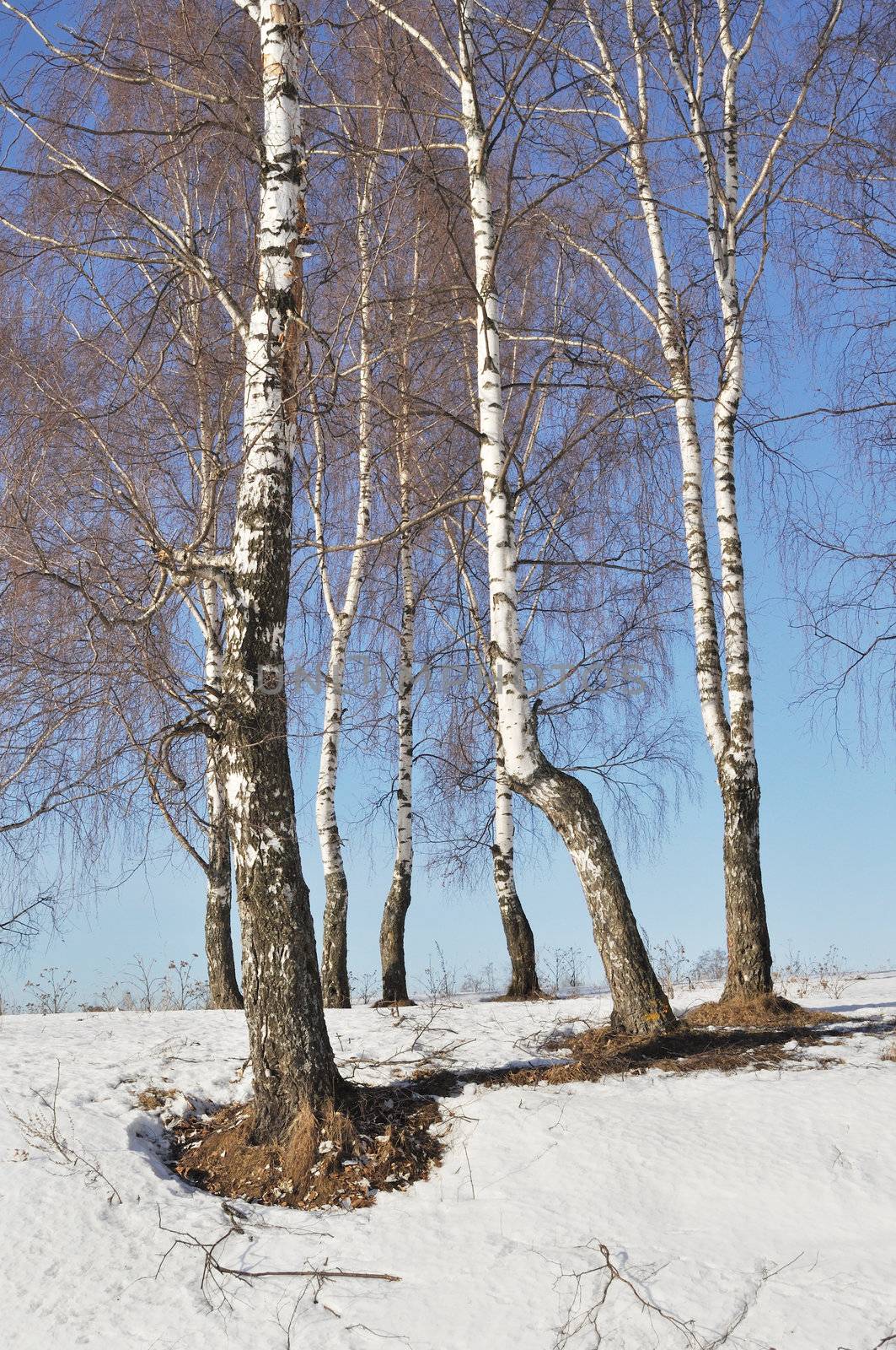 View of bare birch trees on sunny winter day, Russia
