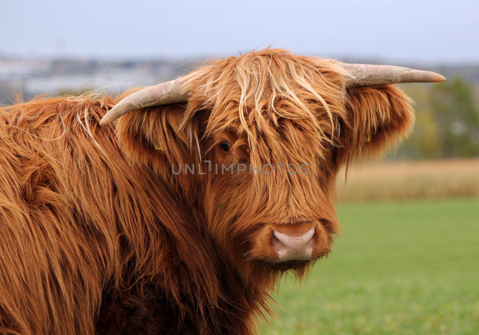 Portrait of a brown beautiful scottish cow with its two horns