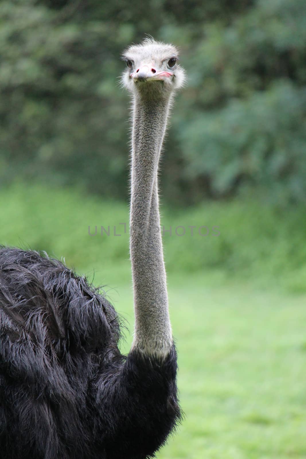 Neck and head of a grey ostrich surrounded by green vegetation