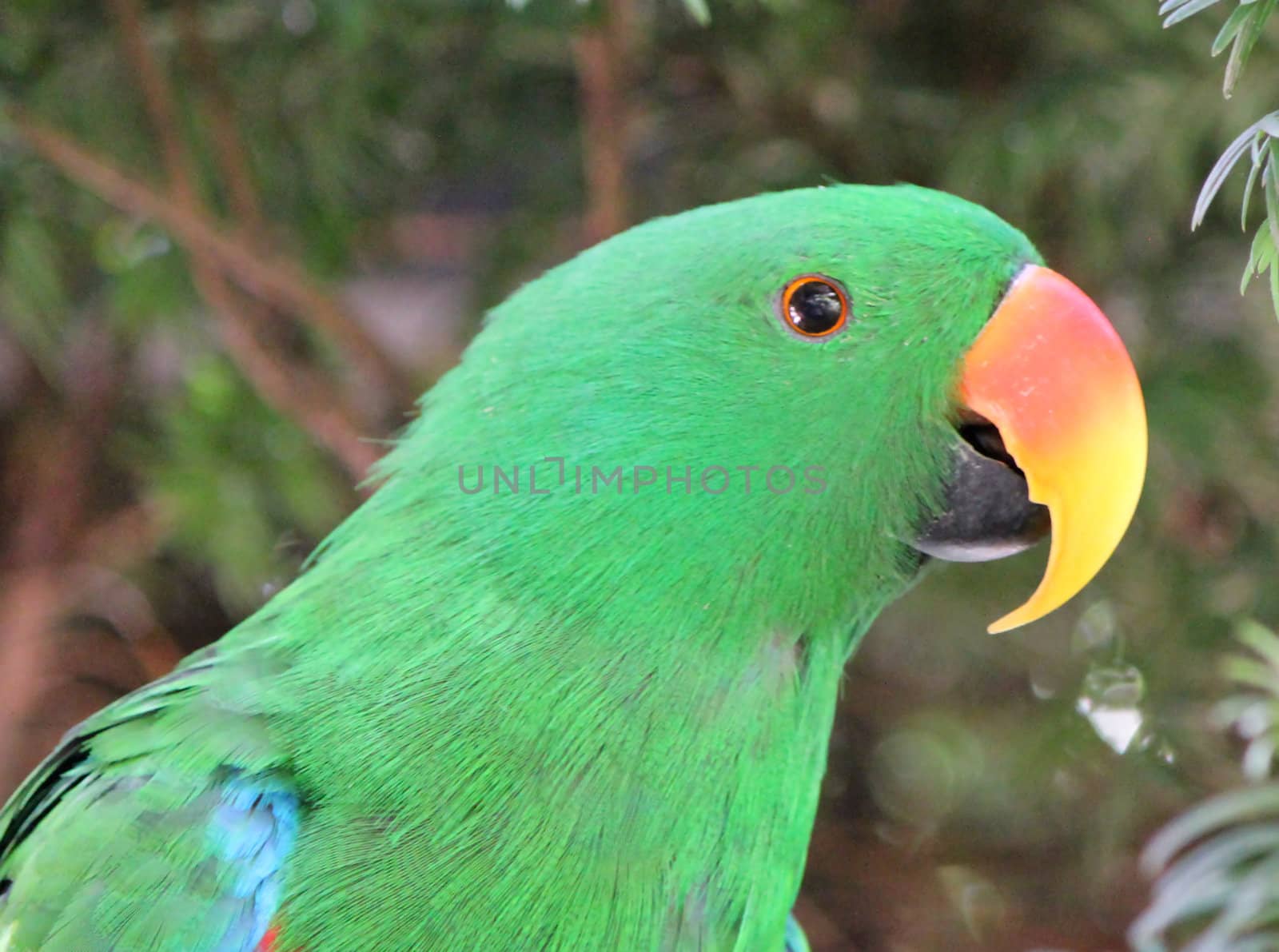 Portrait of a green eclectus parrot with its yellow beak