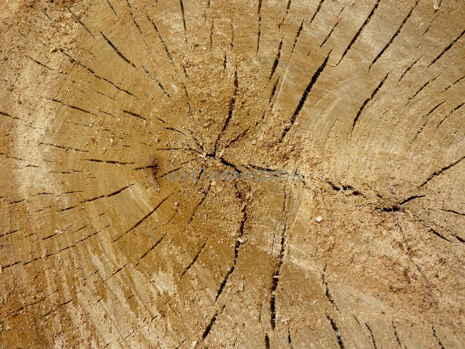 Close up of the cracked trunk of a tree covered with fresh sawdust