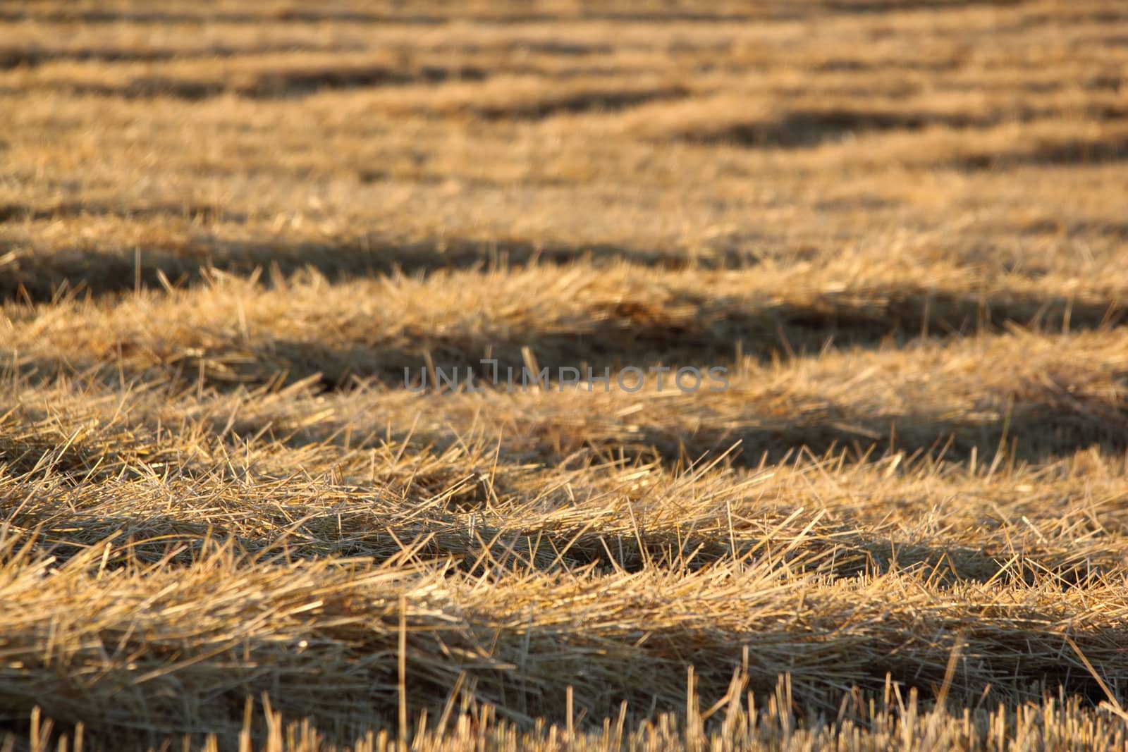 detail of straw on harvested field
