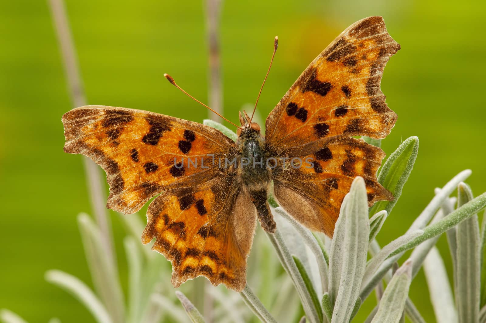 macro of a butterfly on  spring field
