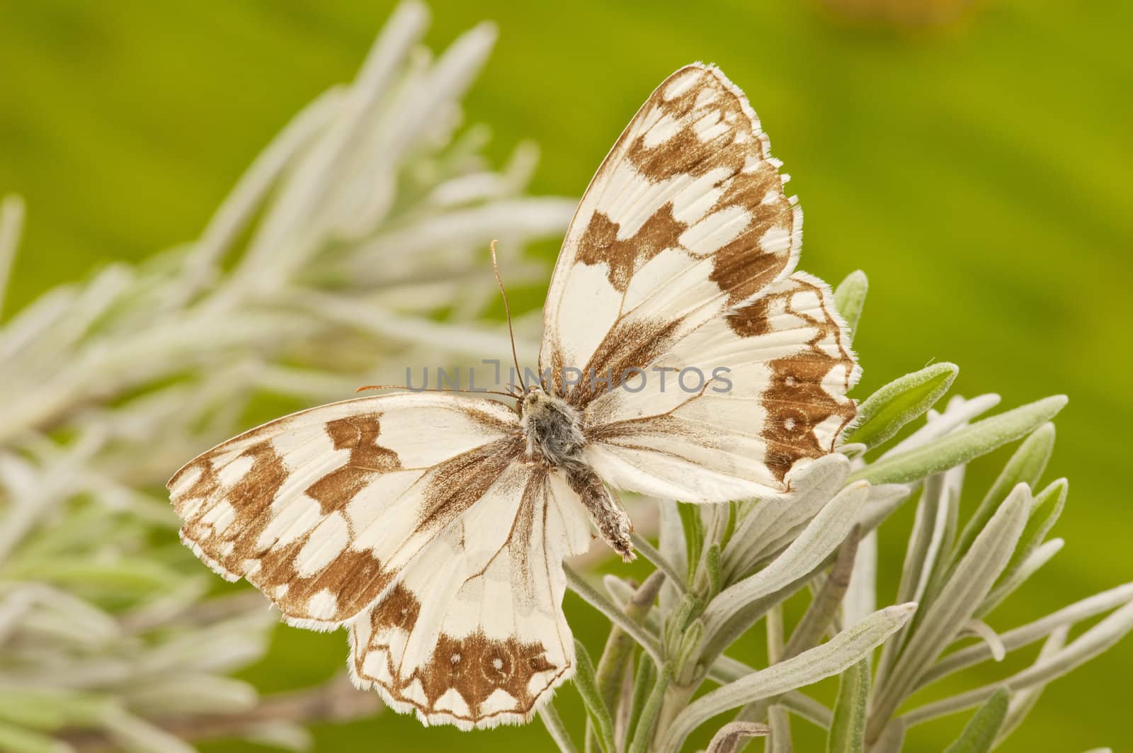 macro of a butterfly on  spring field
