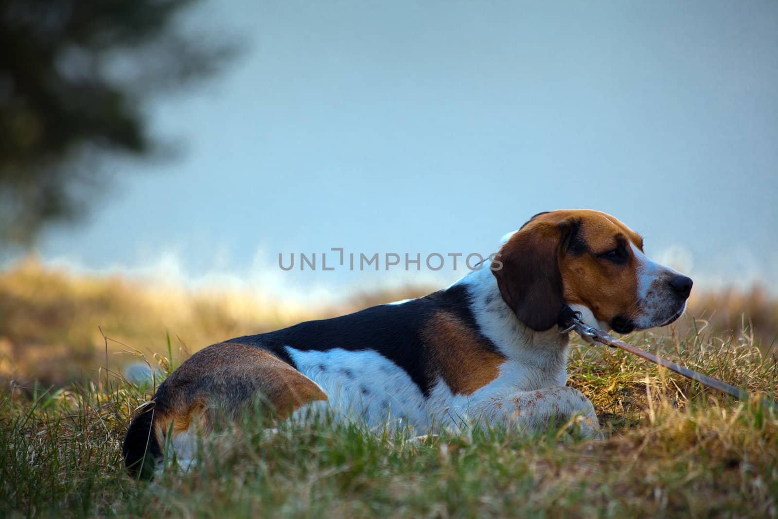 Beagle dog laying on the grass with lake in background
