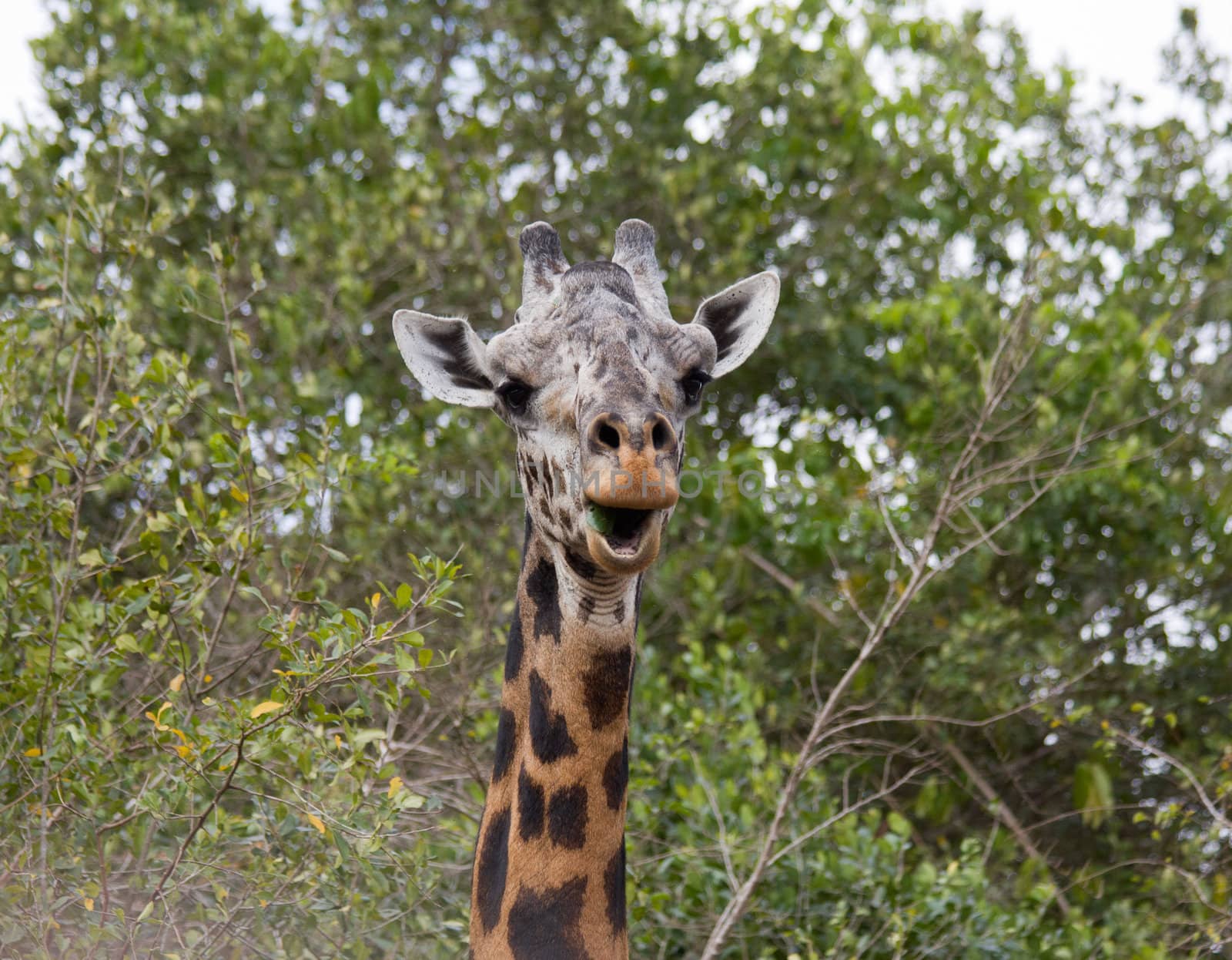 african giraffe