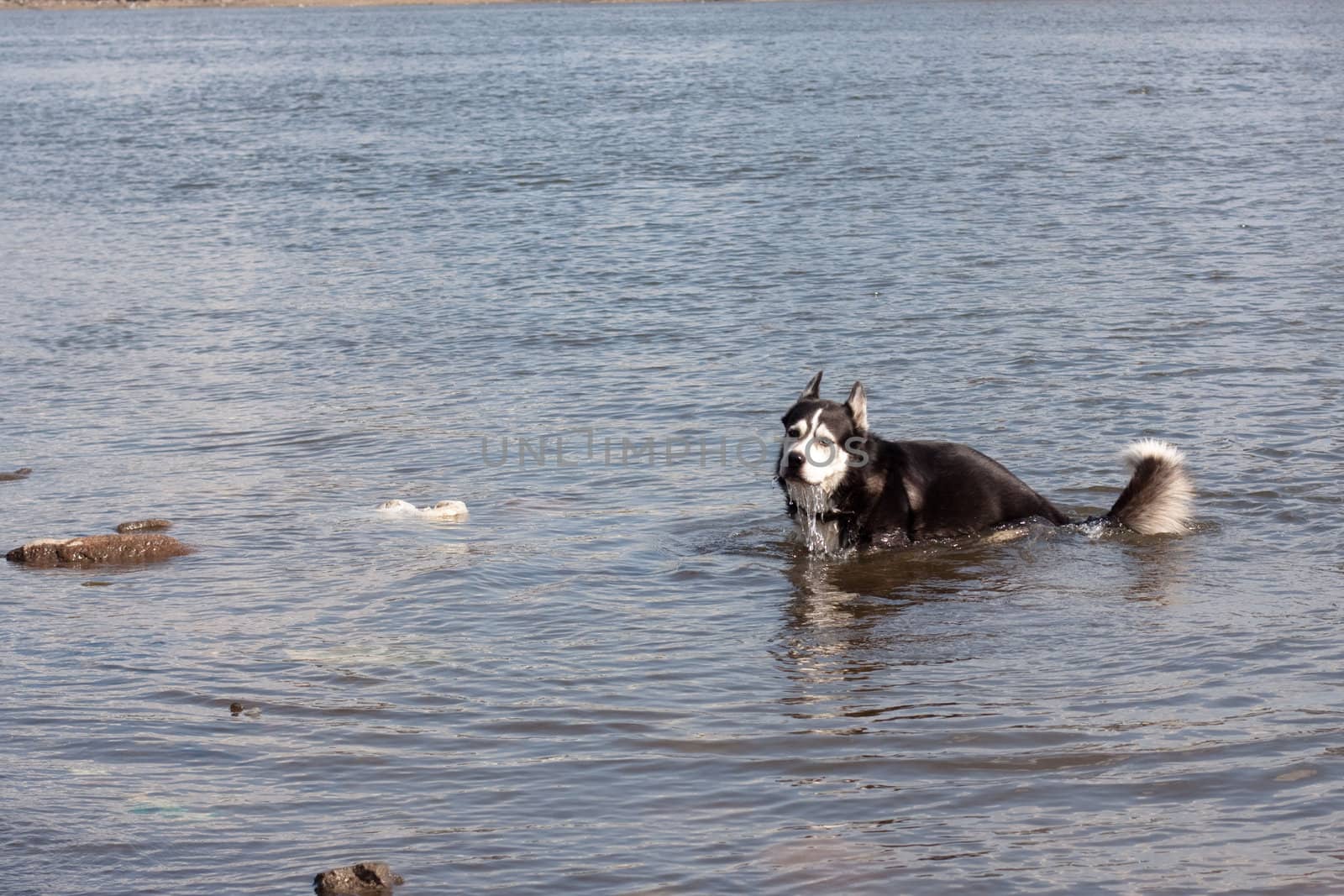 A black and white husky in a river
