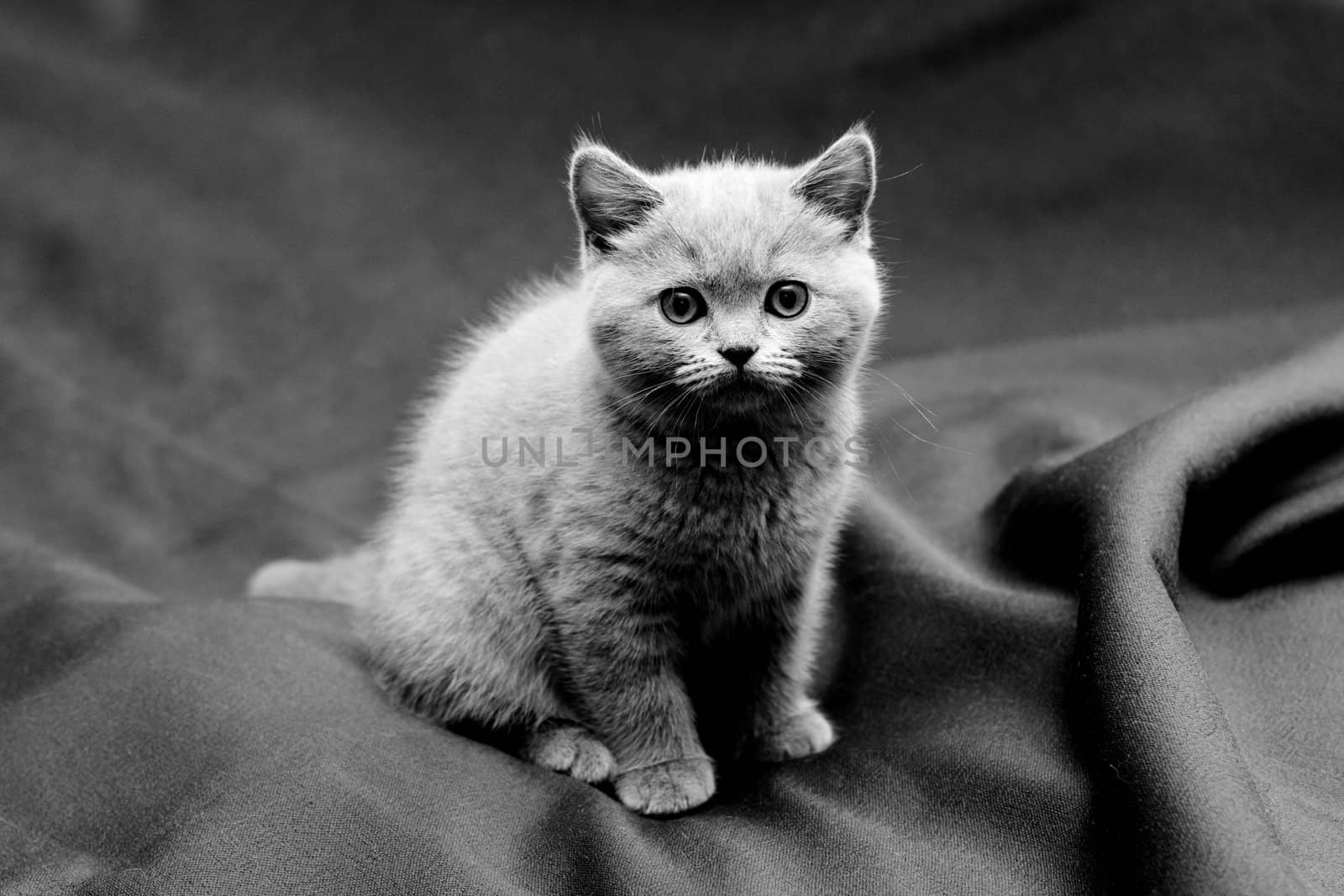 A British shorthair blue kitten on textile background
