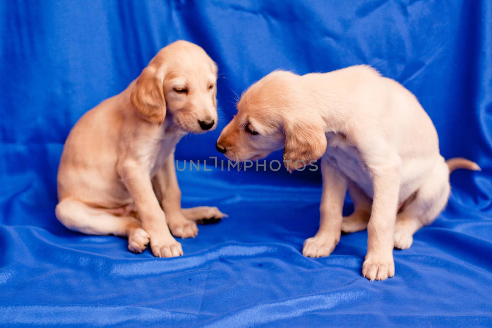 Two white saluki pups on blue background
