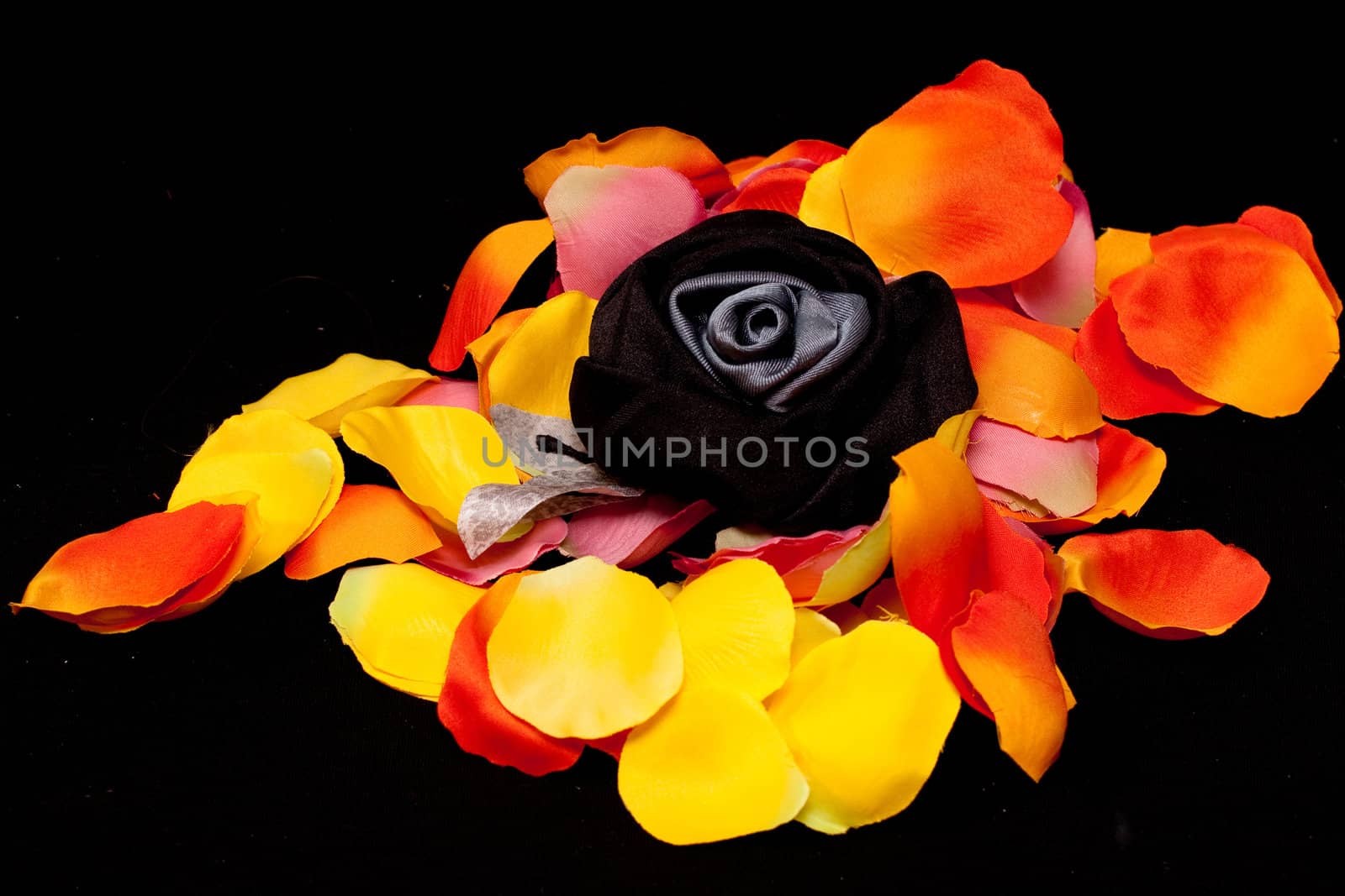 A black artificial rose on rose textile petals by foaloce