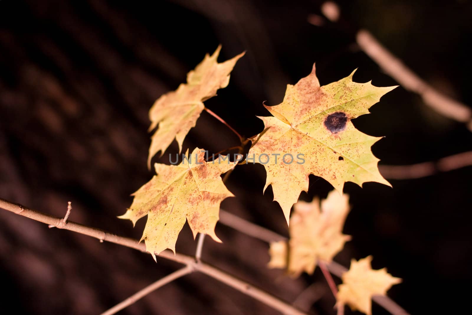 Yellow maple leaves in a forest
