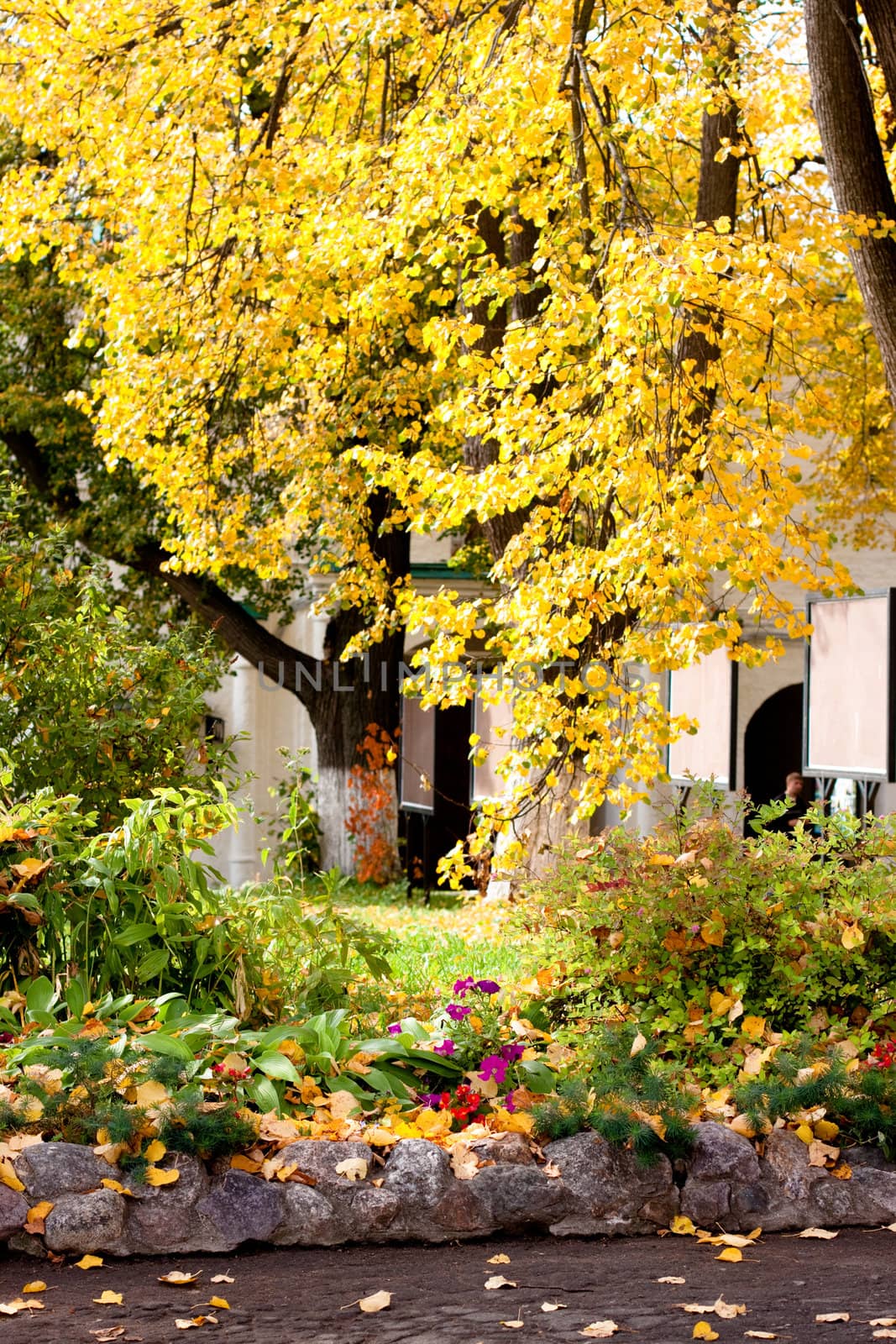 Yellow autumn trees in a park
