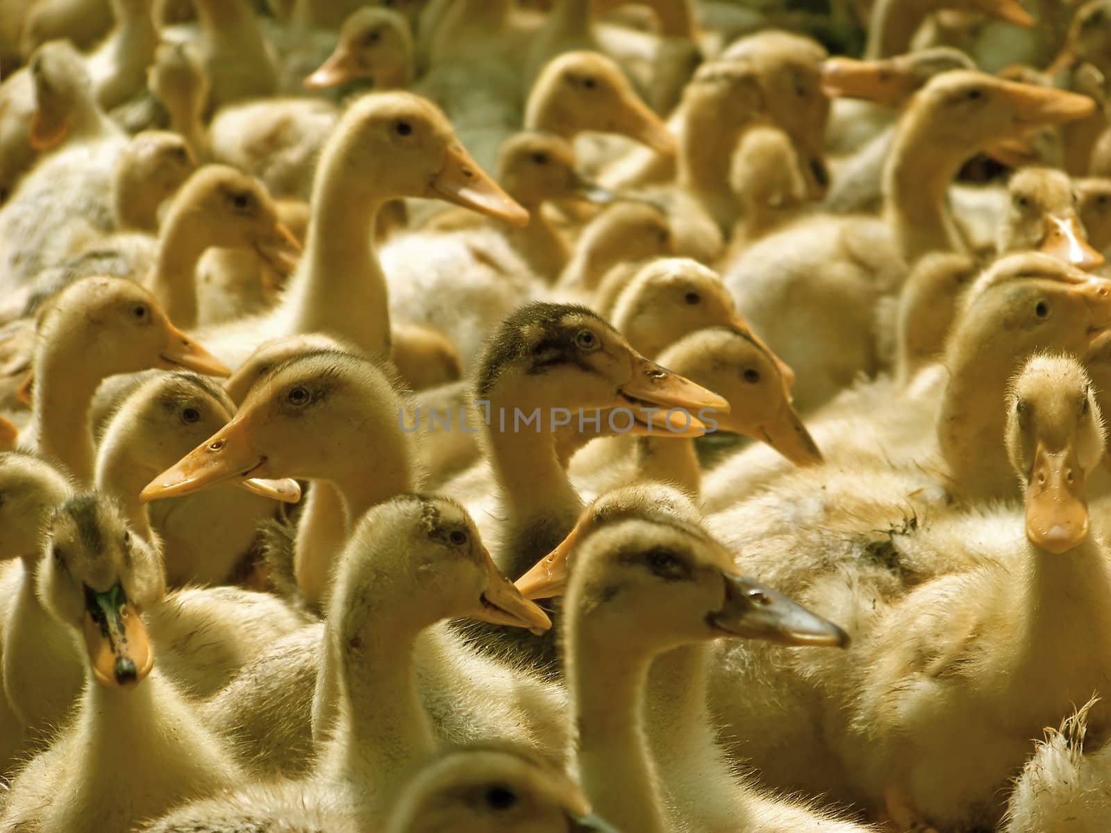 A lot of ducklings by qiiip