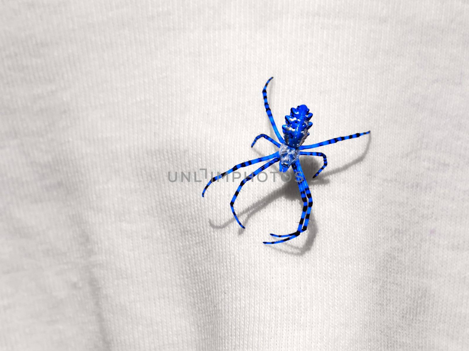 Blue Spider sits on the fabric by qiiip