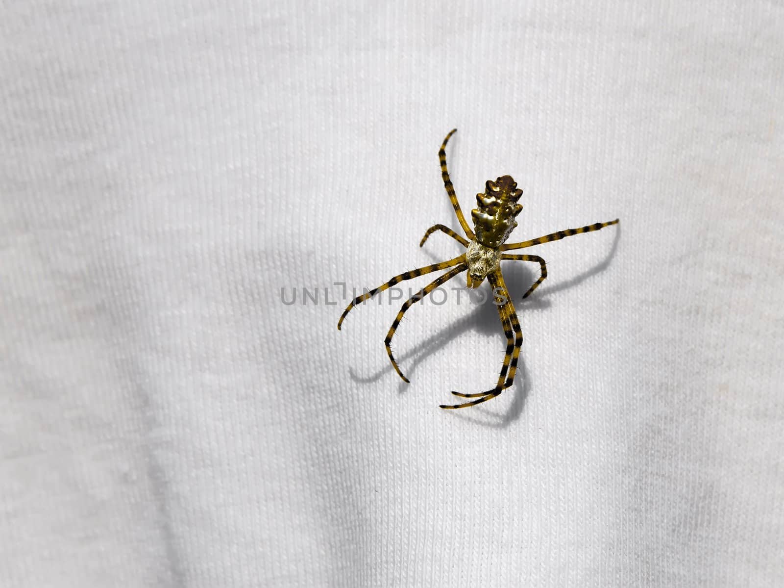 Spider sits on the fabric in sunlight