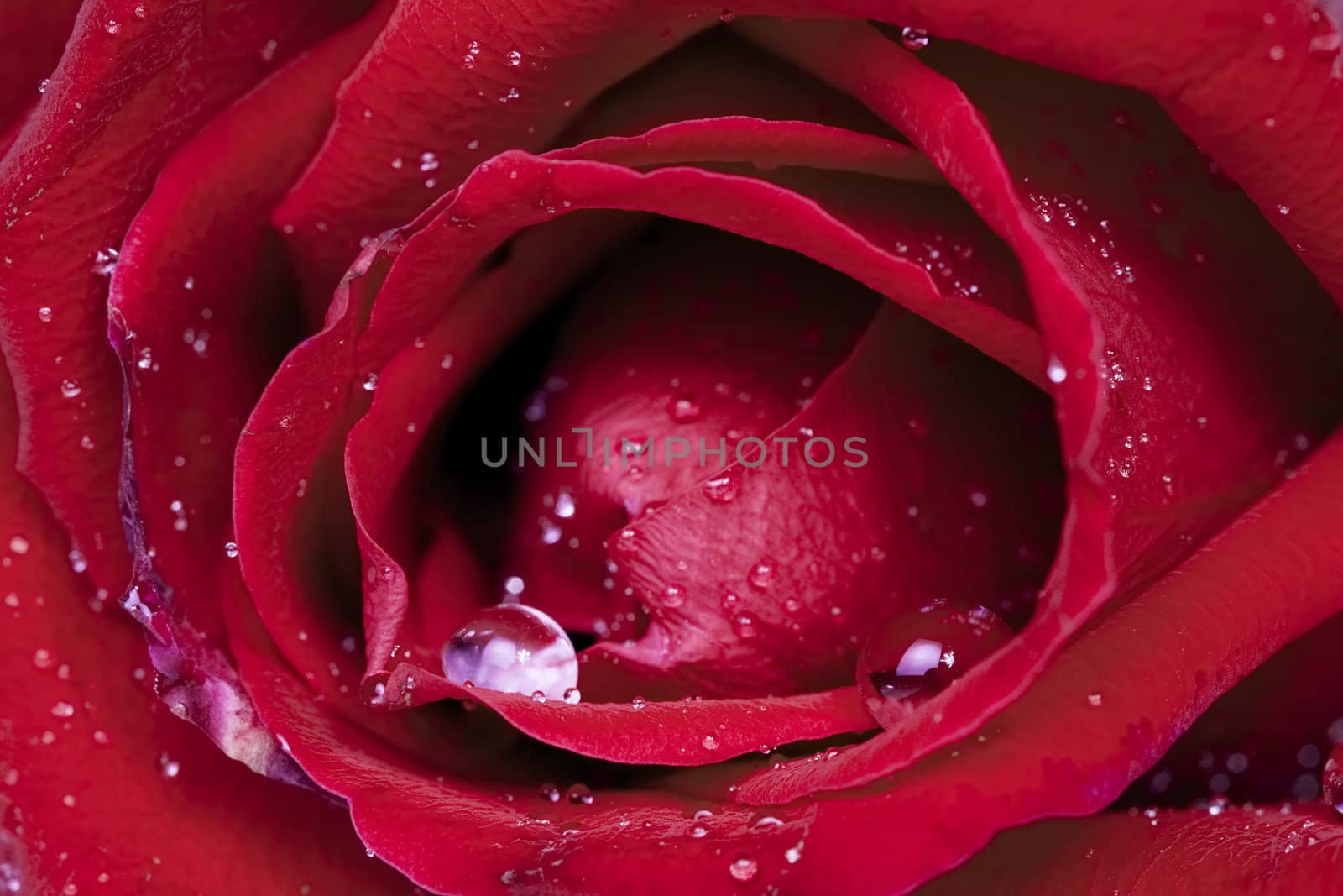Beautiful red rose covered with dew drops, close up