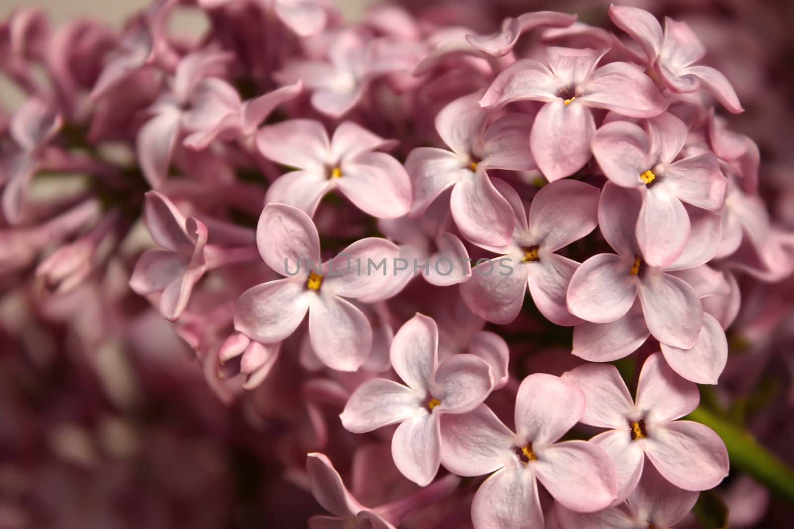 Flowering inflorescence of lilac in the spring