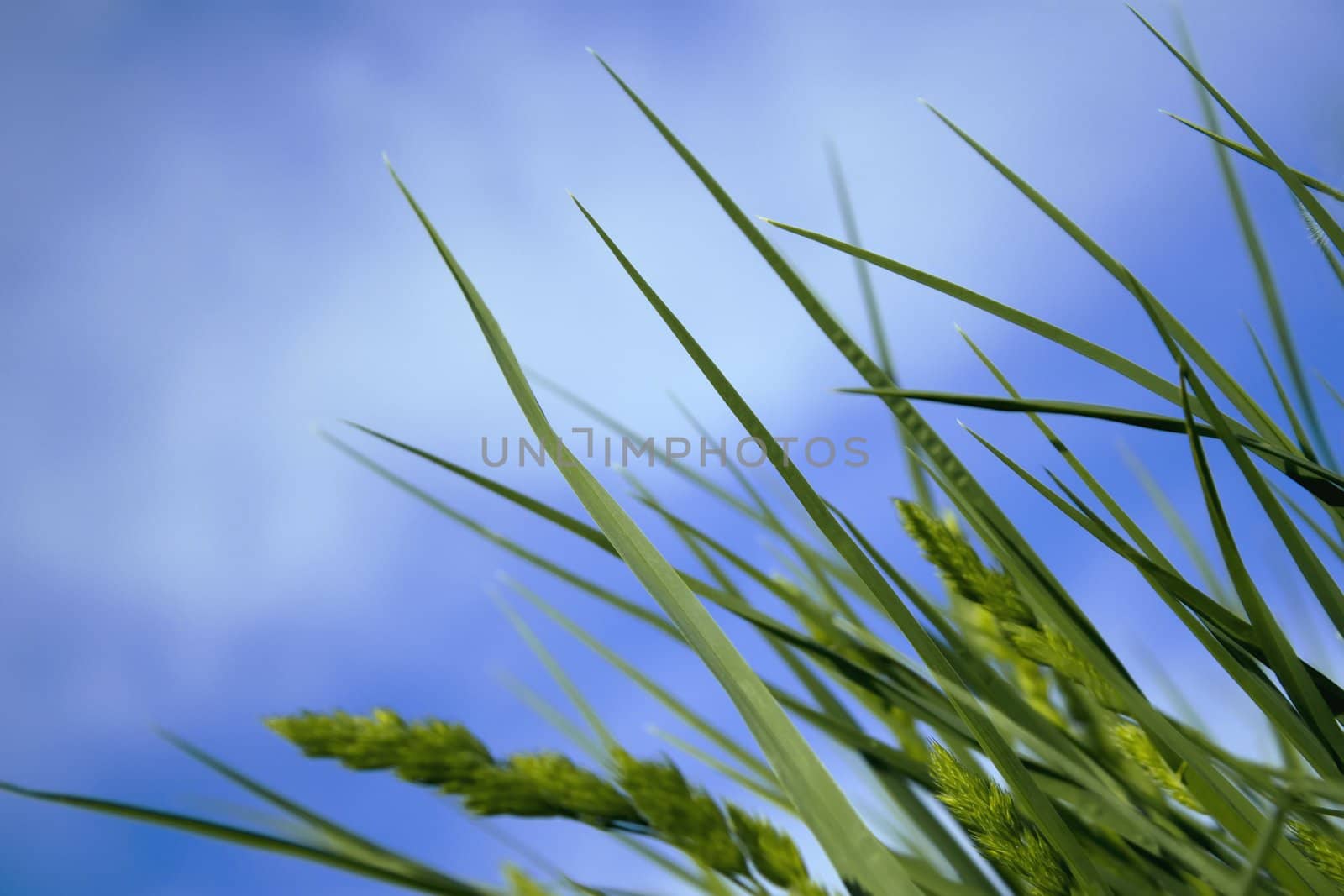 Green grass against a background of blue sky