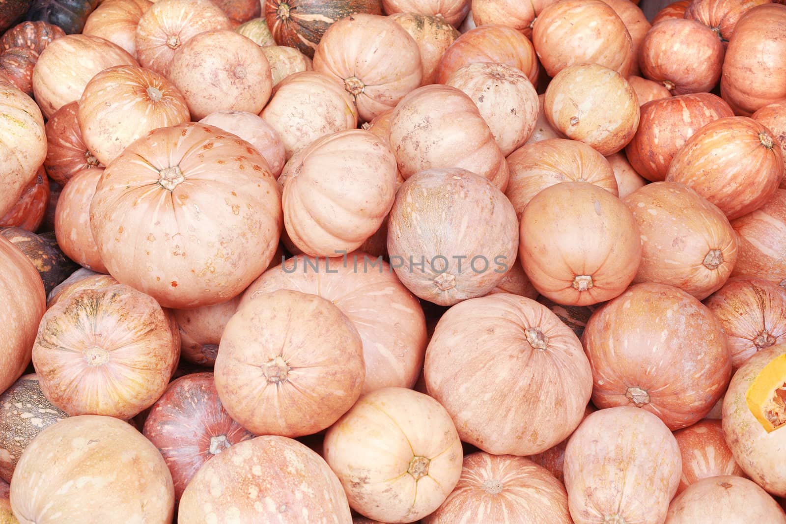 pile of pumkins background, colorful pumpkins collection on the market