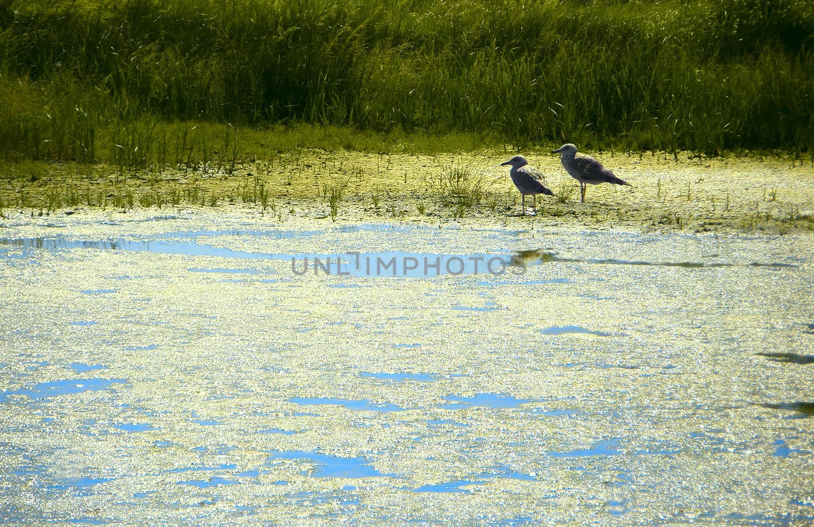 Two birds in a salt marsh overgrown by qiiip